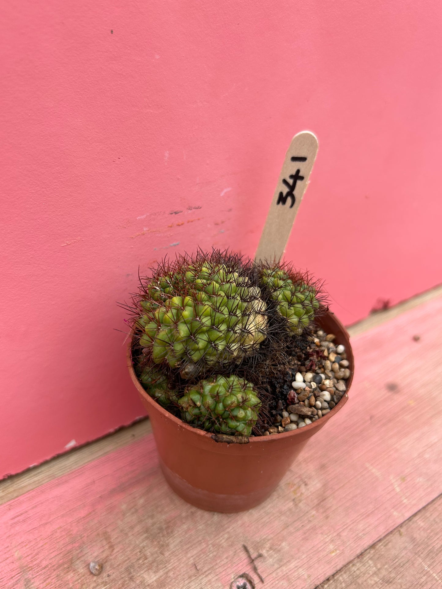 Rebutia species (341)