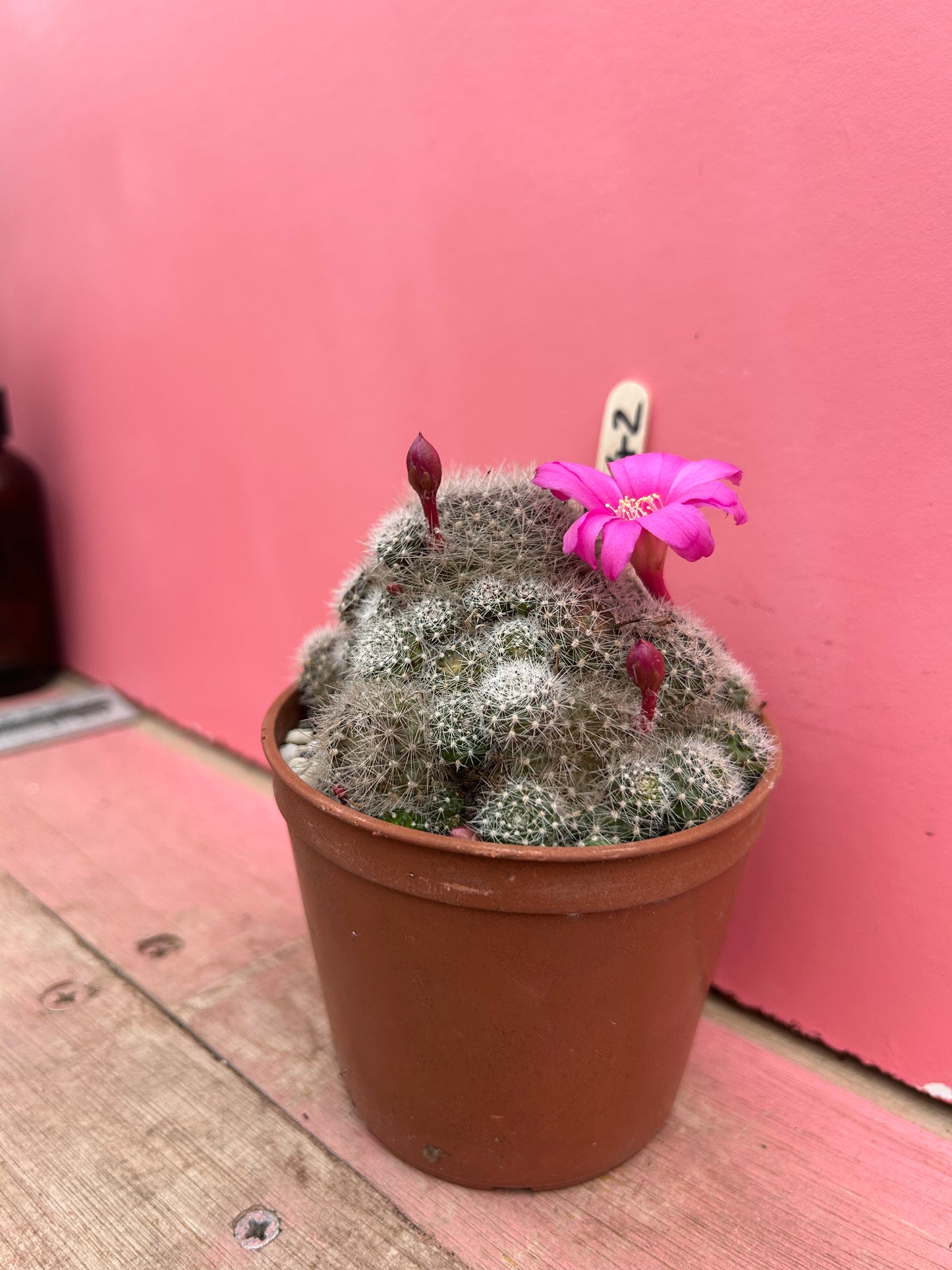 Rebutia krainziana (342)