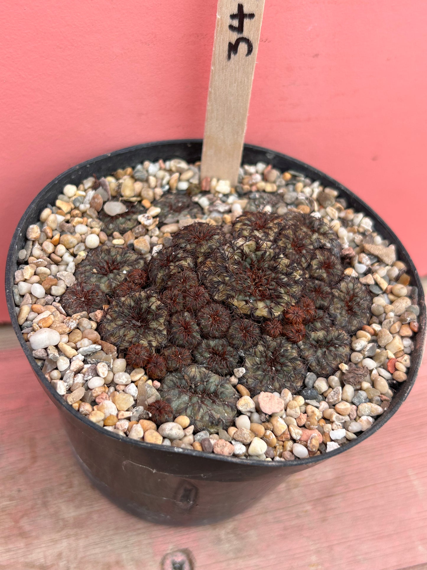 Sulcorebutia vanbaelii (343)