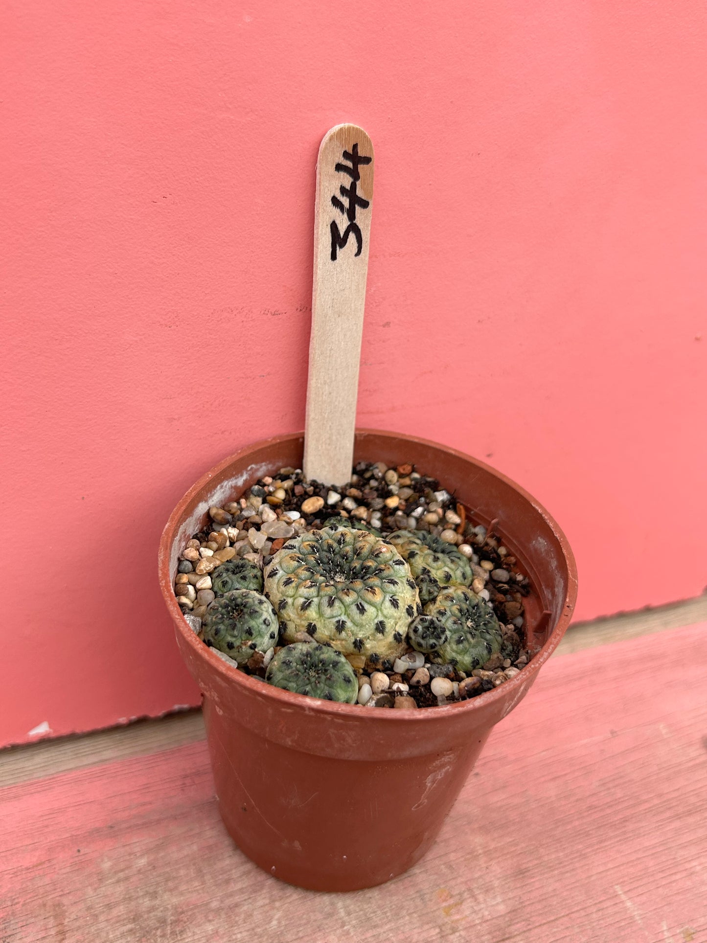 Sulcorebutia species (344)