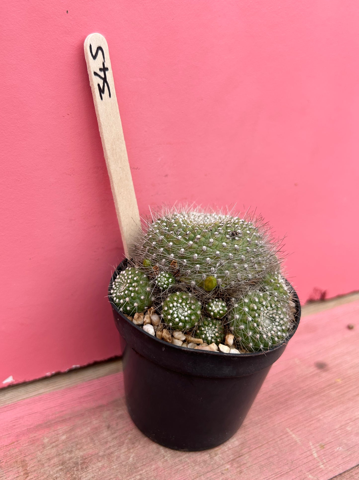 Rebutia senilis var. kesselringiana (345)
