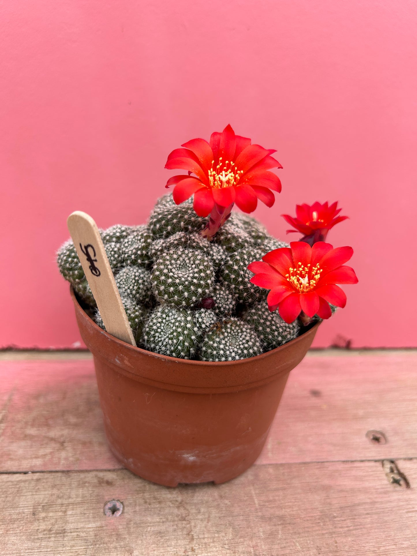 Rebutia / aylostera hybrid 'Flair' (346)