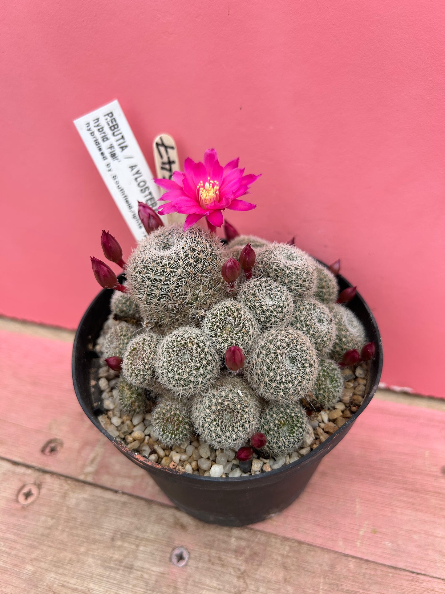 Rebutia / aylostera hybrid 'Flair' (347)