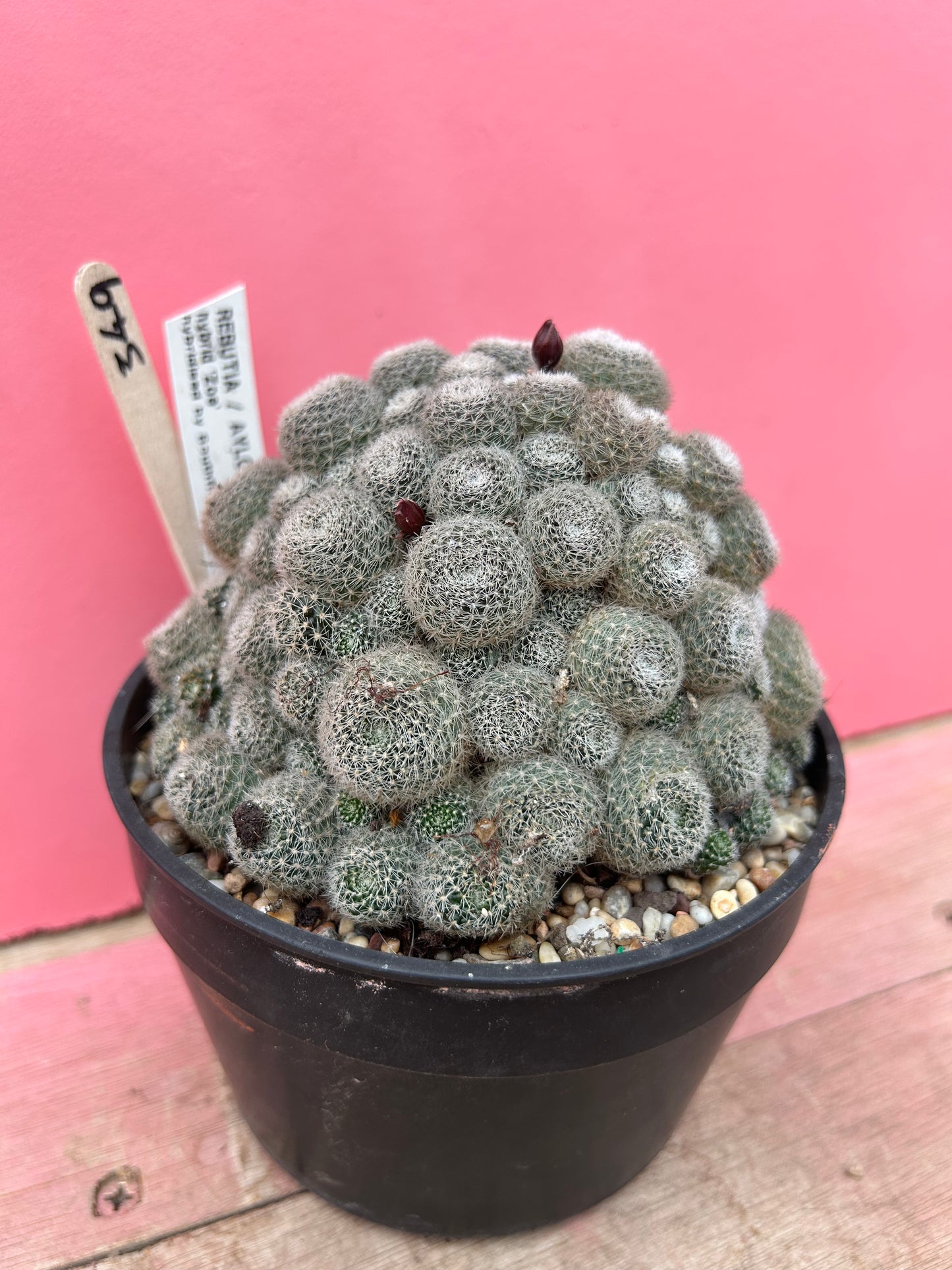 Rebutia aylostera hybrid 'Zoe' (349)
