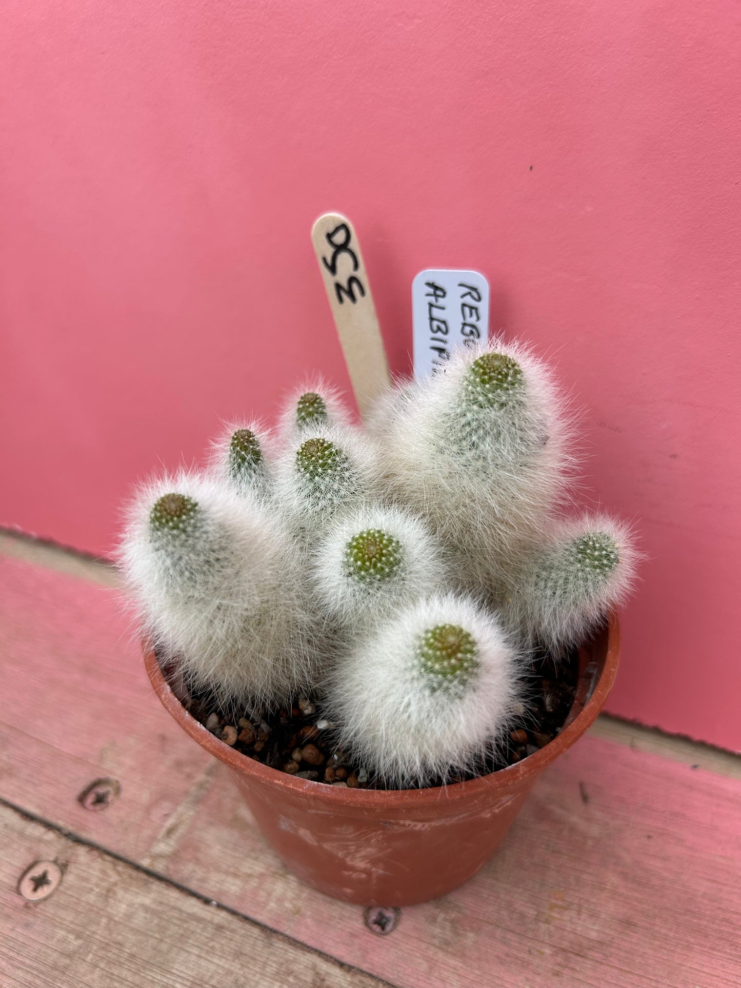 Rebutia albipilosa (350)