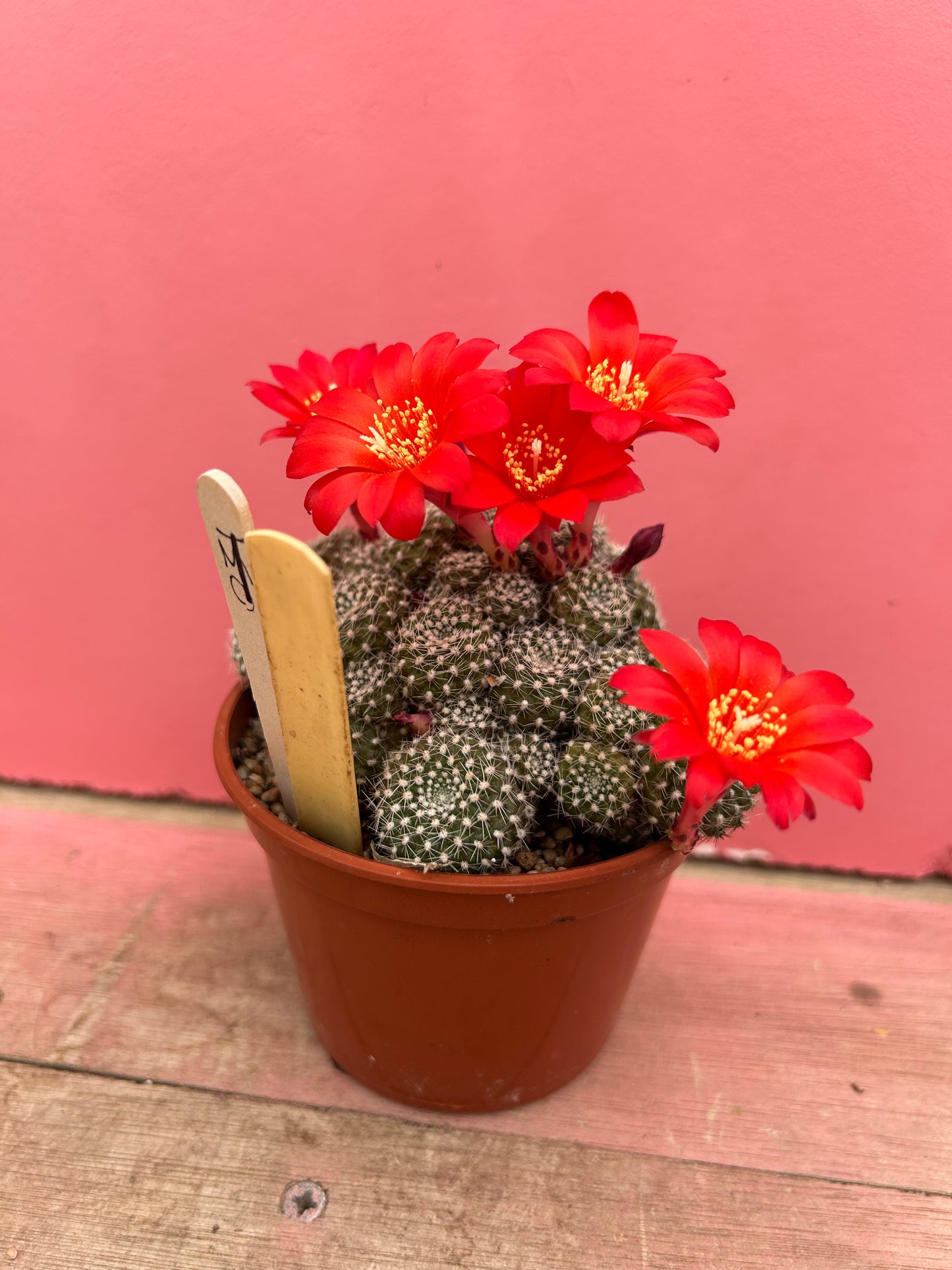 Rebutia krainziana (353)