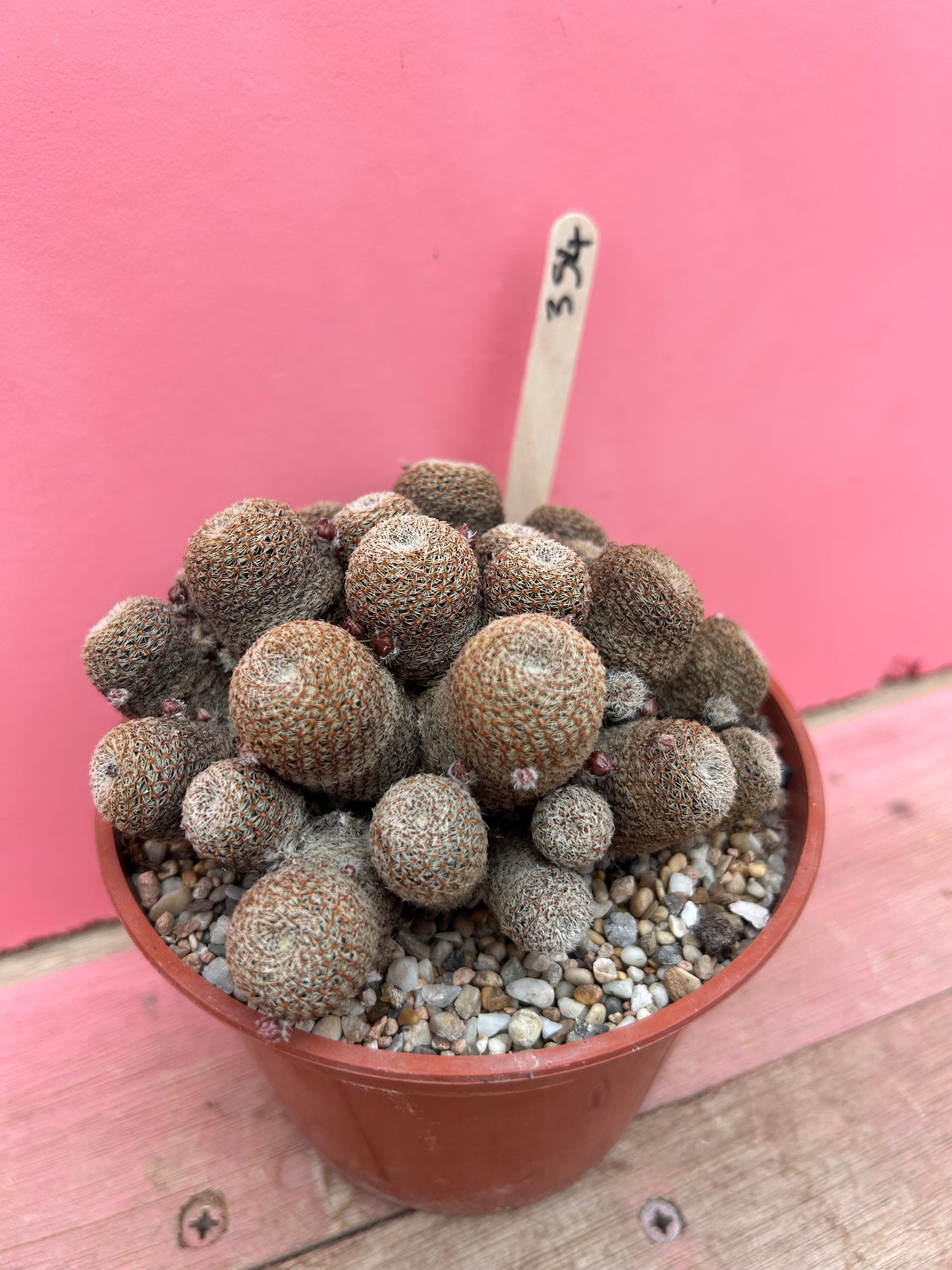 Rebutia species (354)
