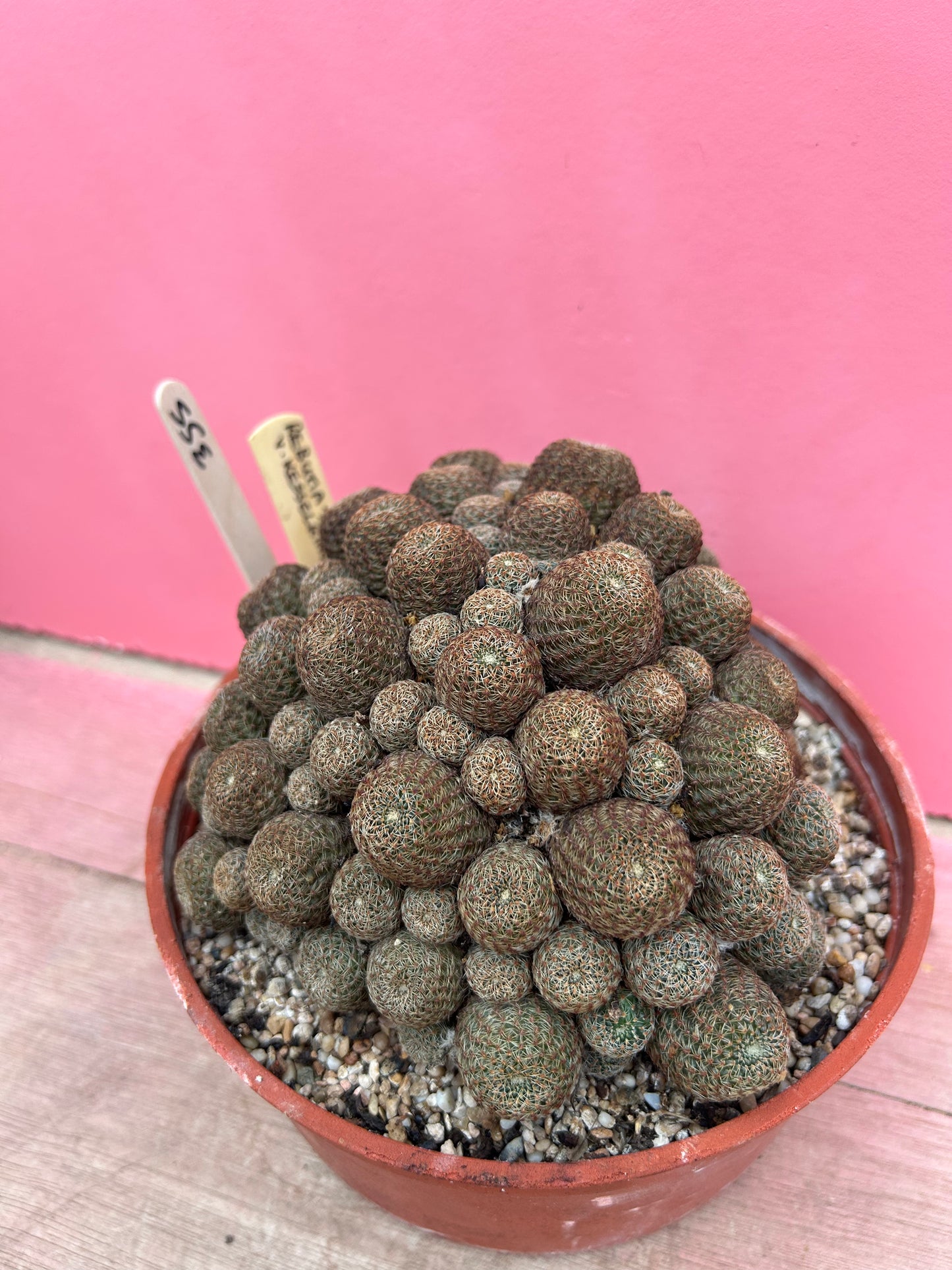 Rebutia senilis var. kesselringiana (355)