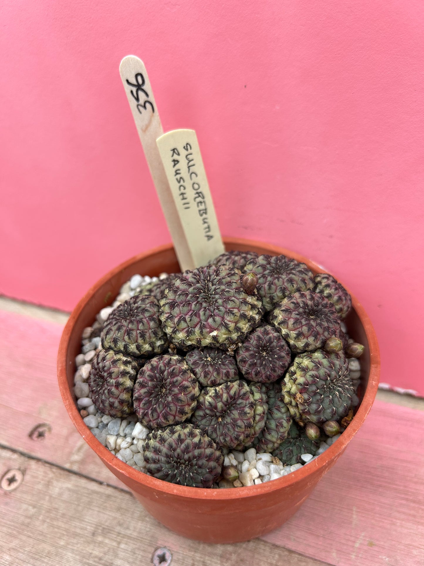 Sulcorebutia rauschii (356)