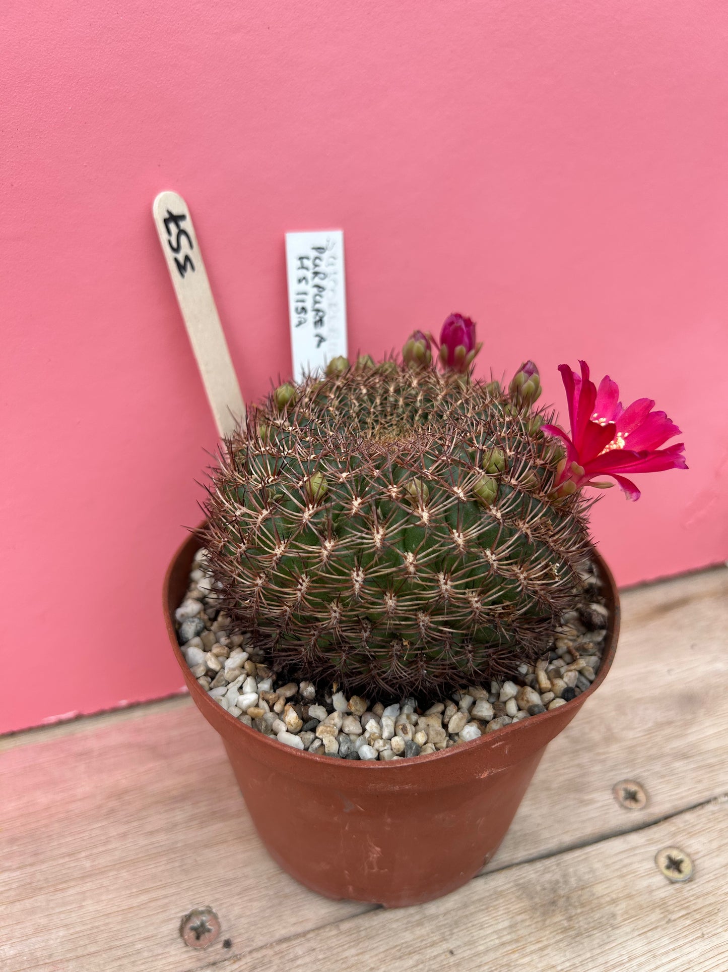 Sulcorebutia purpurea 'HS 15SA' (357)