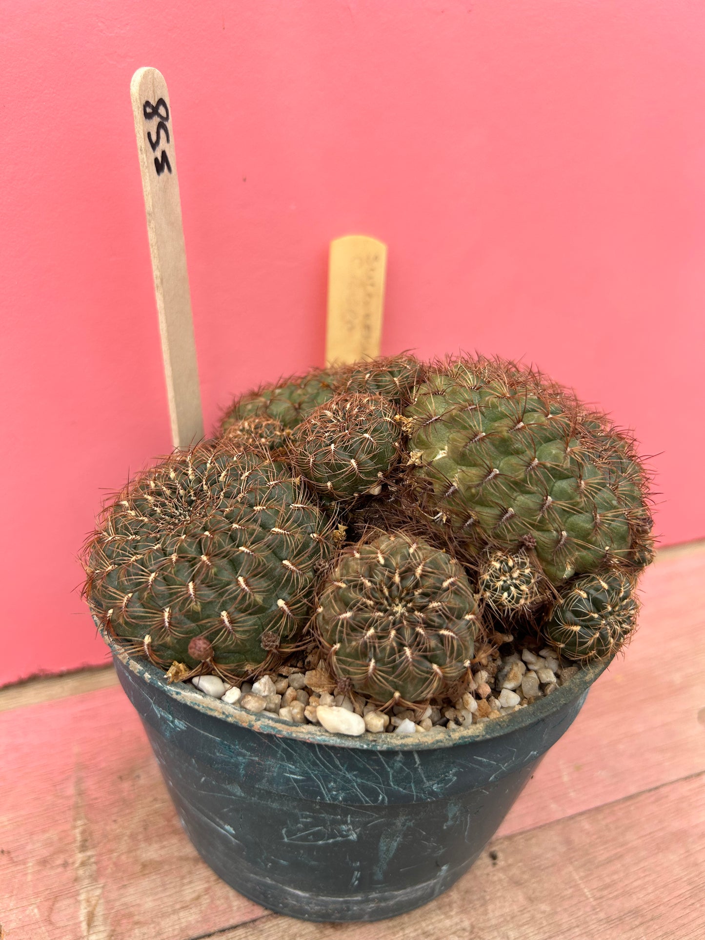 Sulcorebutia crispa (358)