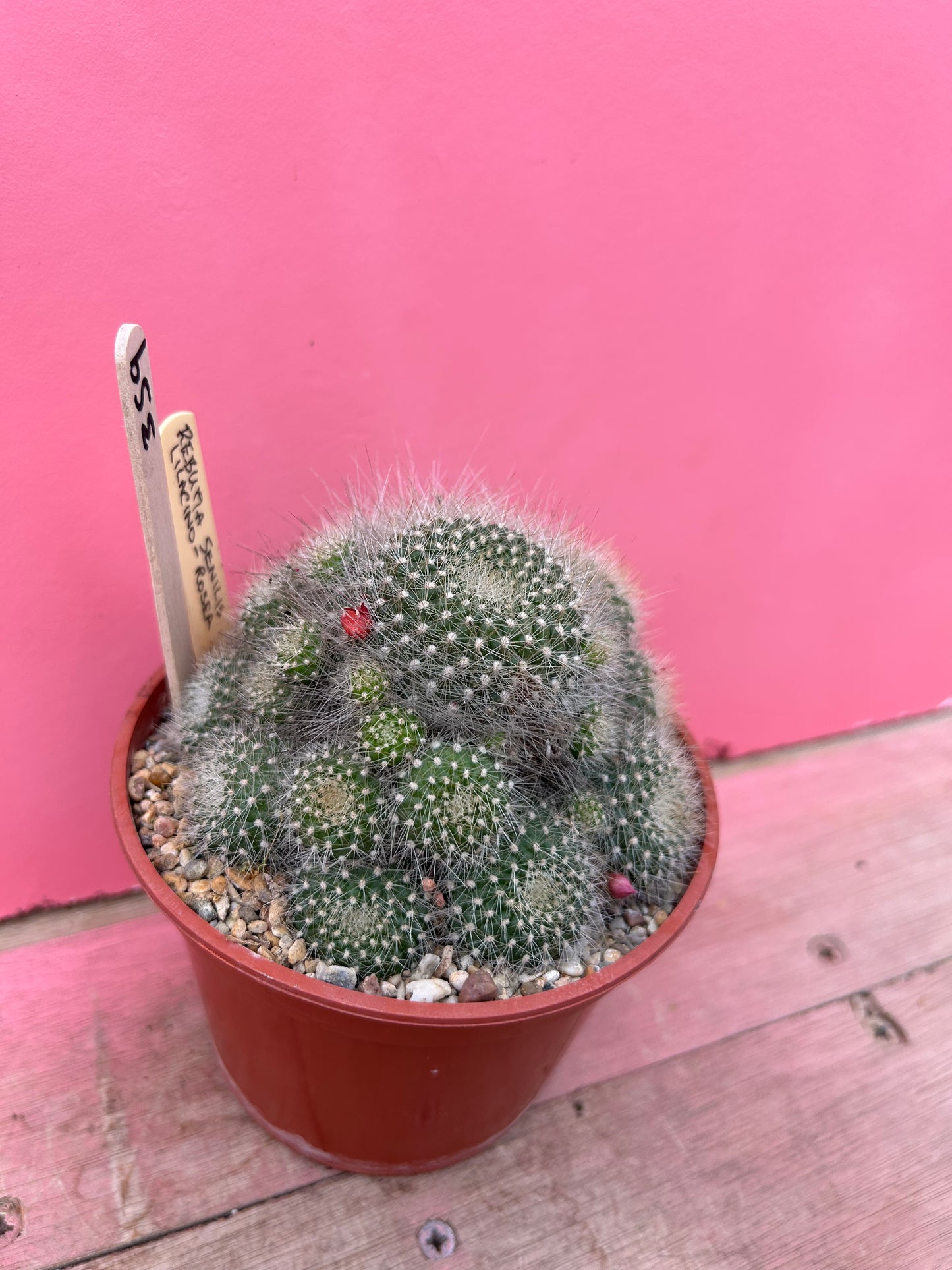 Rebutia senilis var. lilacino-rosea (359)