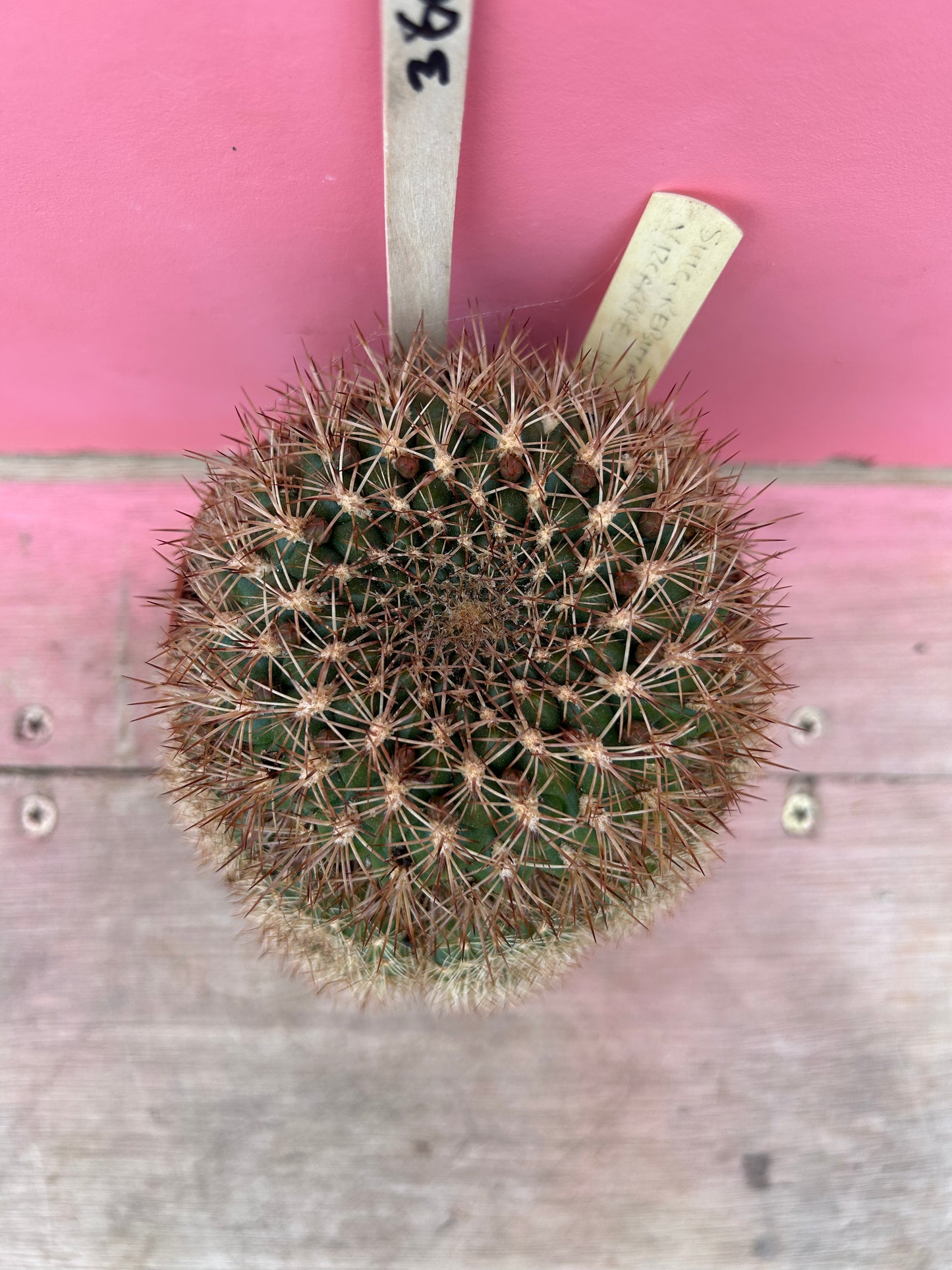 Sulcorebutia vizcarrae 'HS 151A' (360)