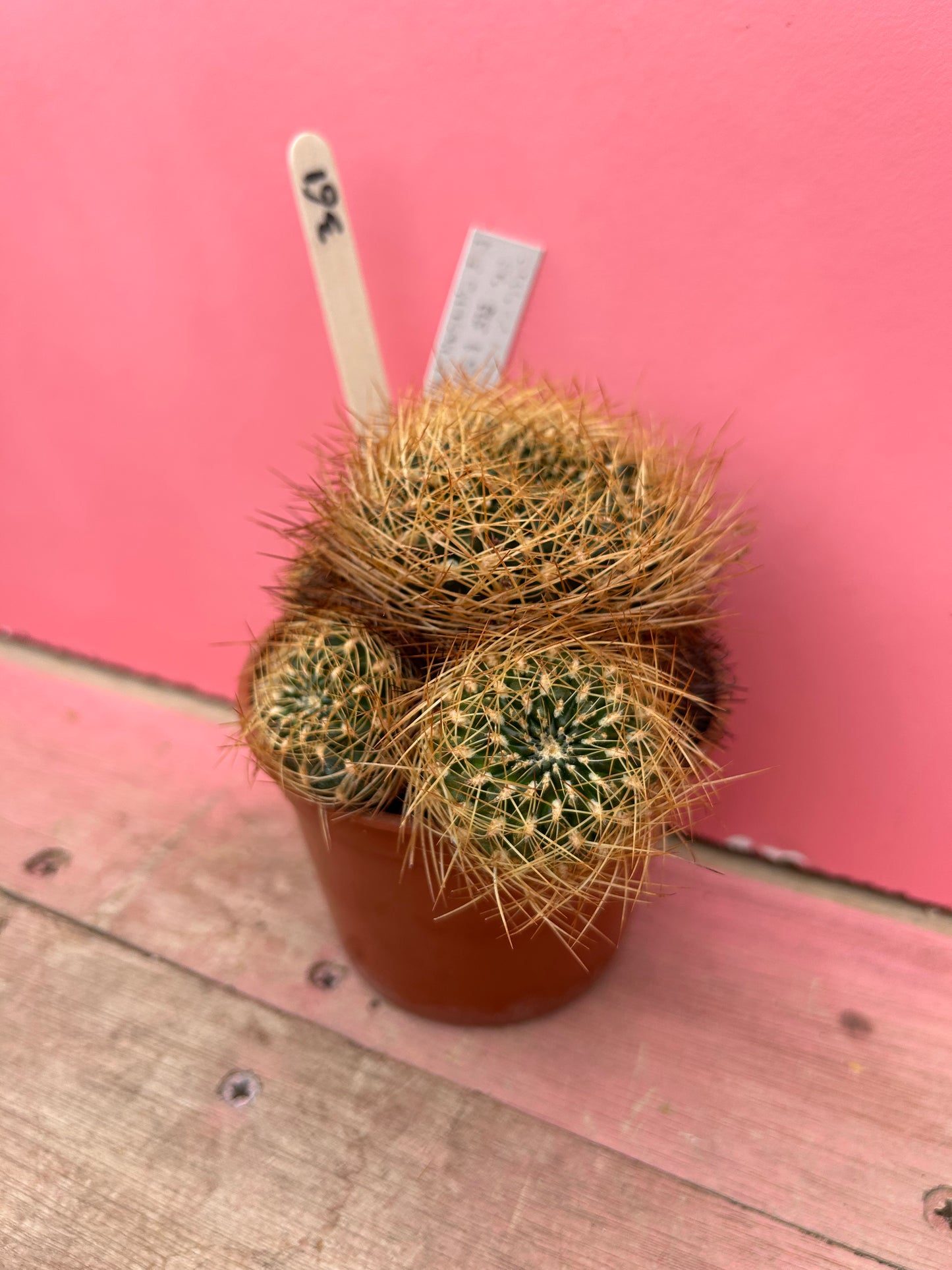 Sulcorebutia vizcarrae 'HS 151A' (361)