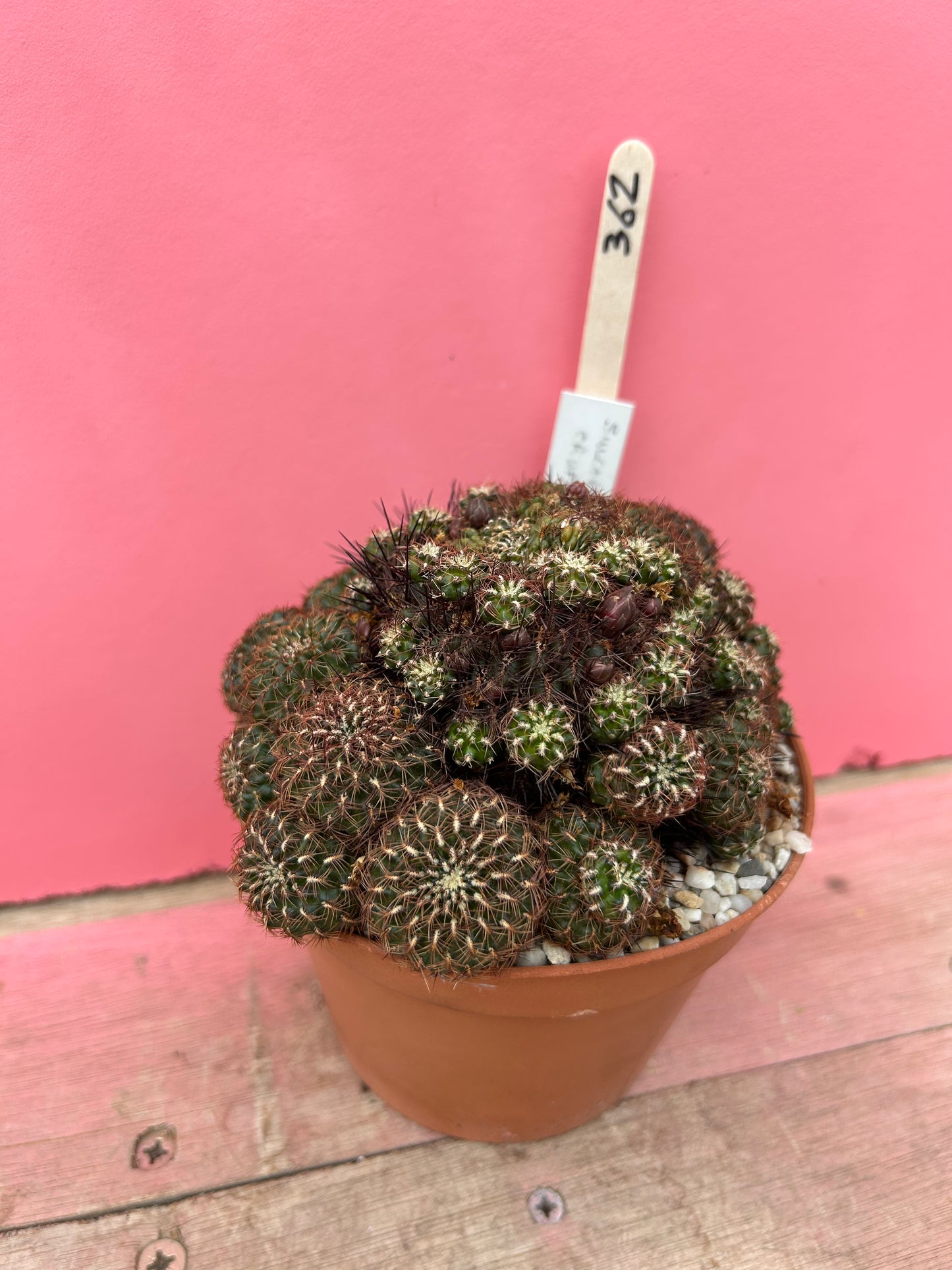 Sulcorebutia crispa (362)