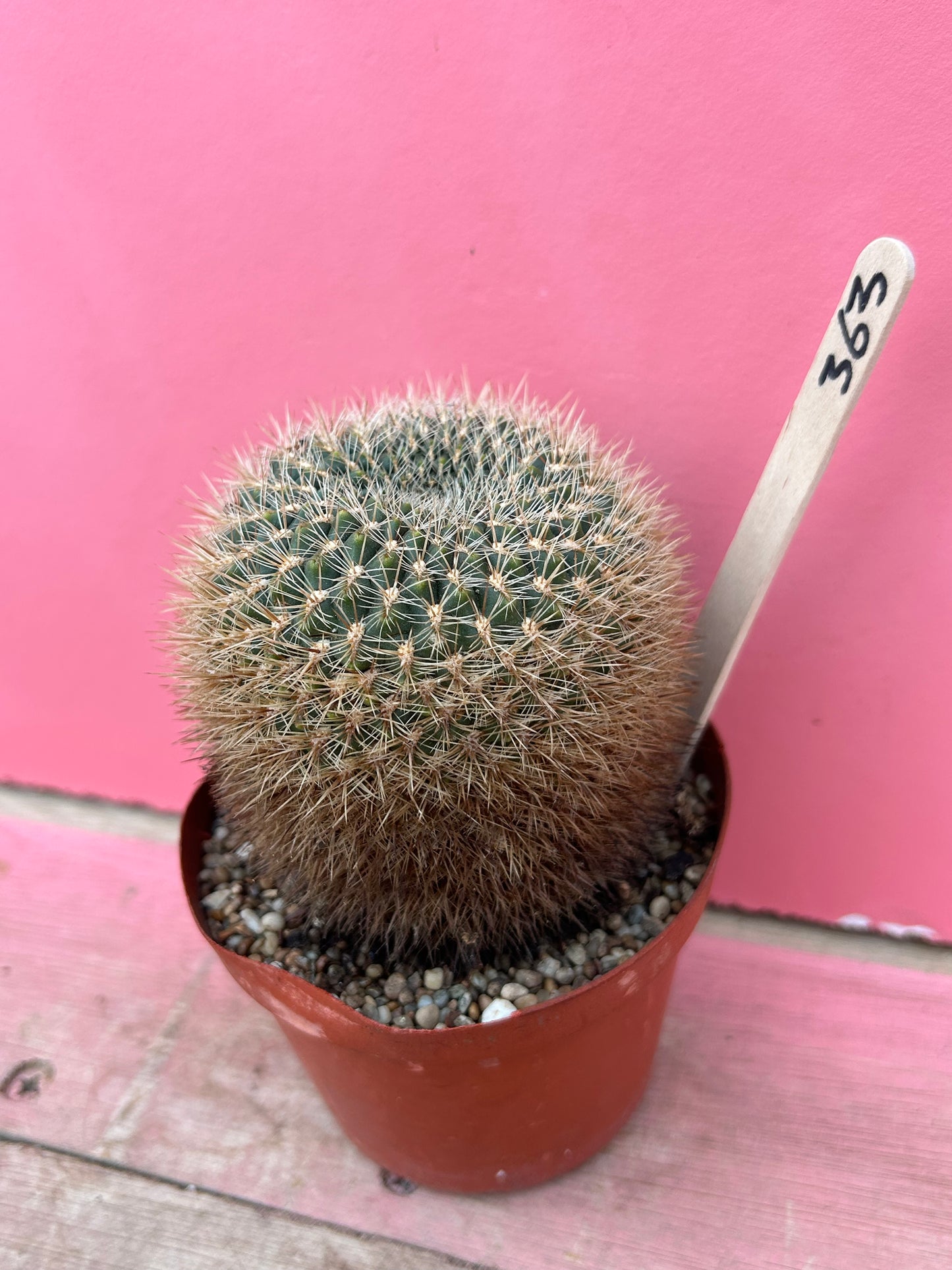 Sulcorebutia species (363)