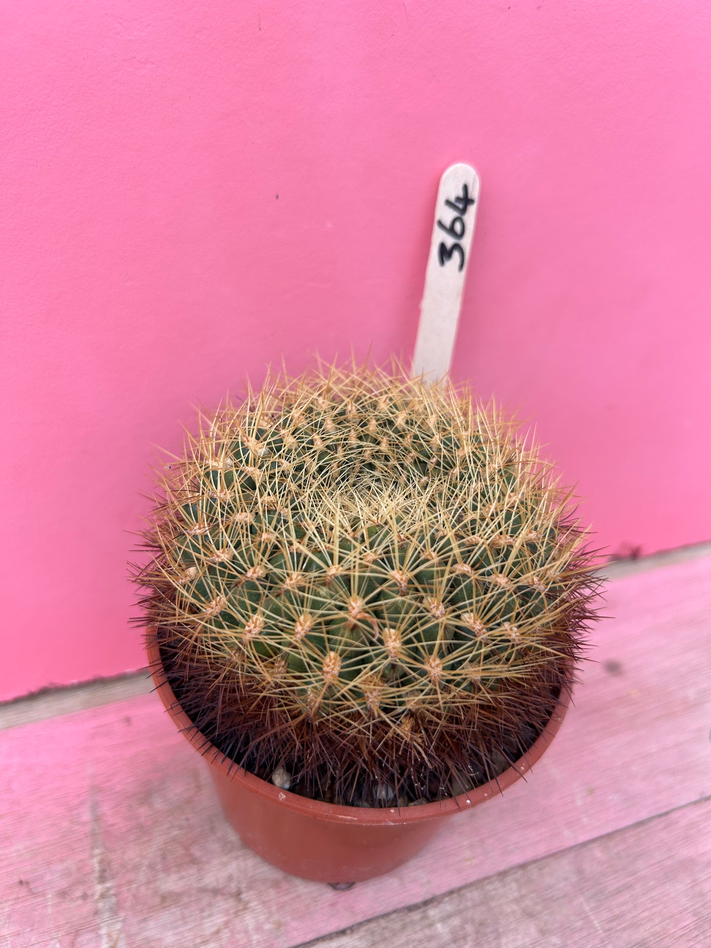 Sulcorebutia pampagrandensis (364)