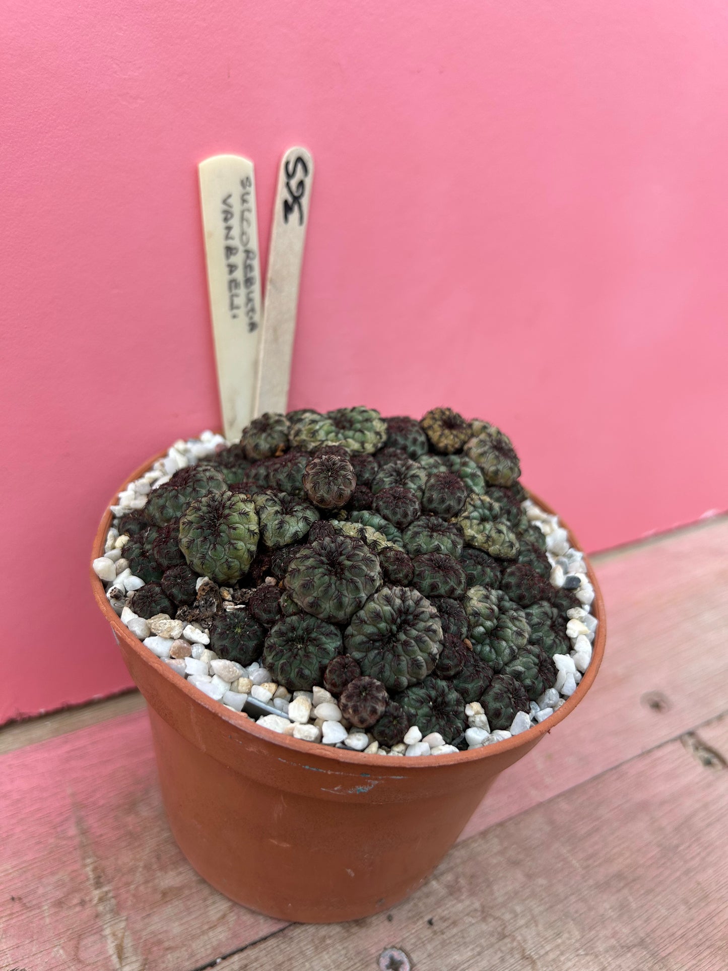 Sulcorebutia vanbaelii (365)