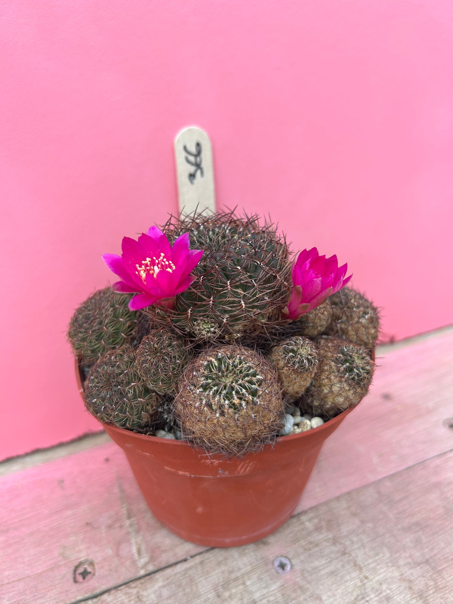 Sulcorebutia markusii (366)