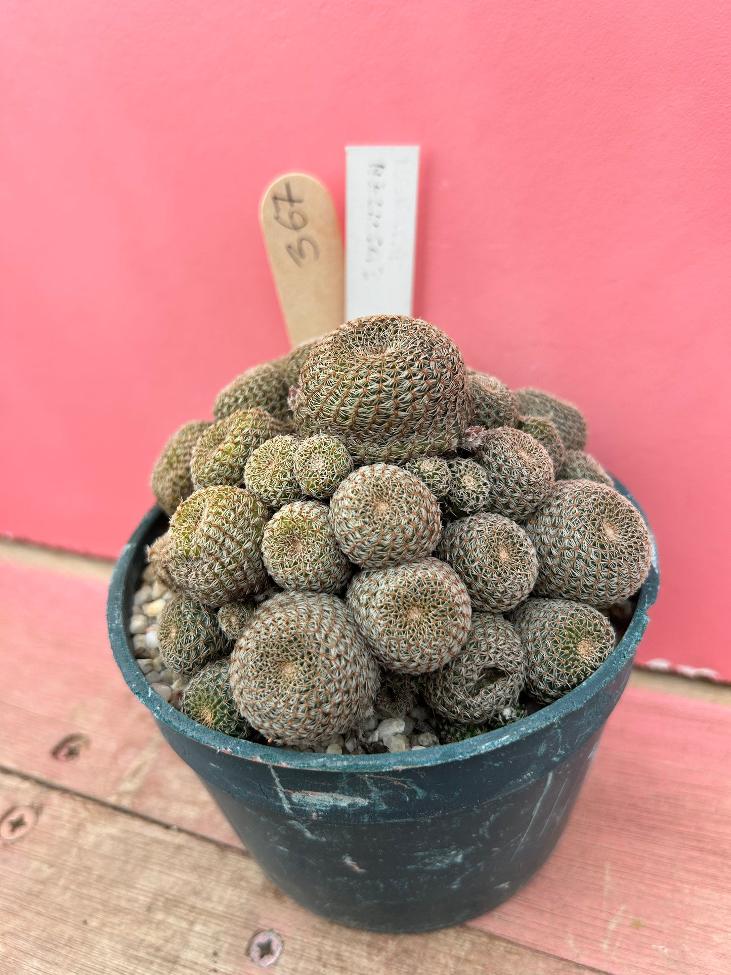 Rebutia heliosa (367)