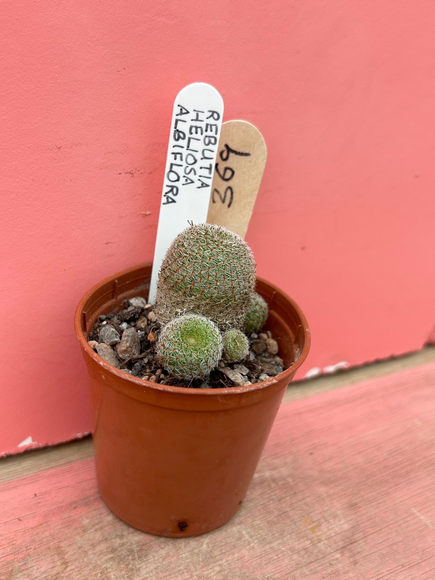 Rebutia heliosa albiflora (369)