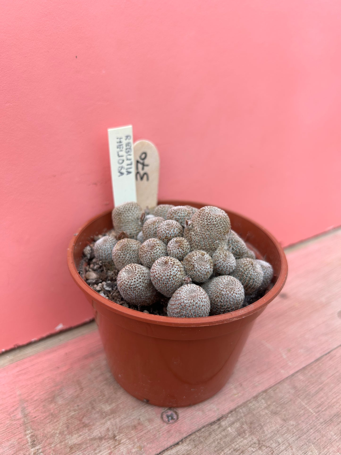 Rebutia heliosa (370)