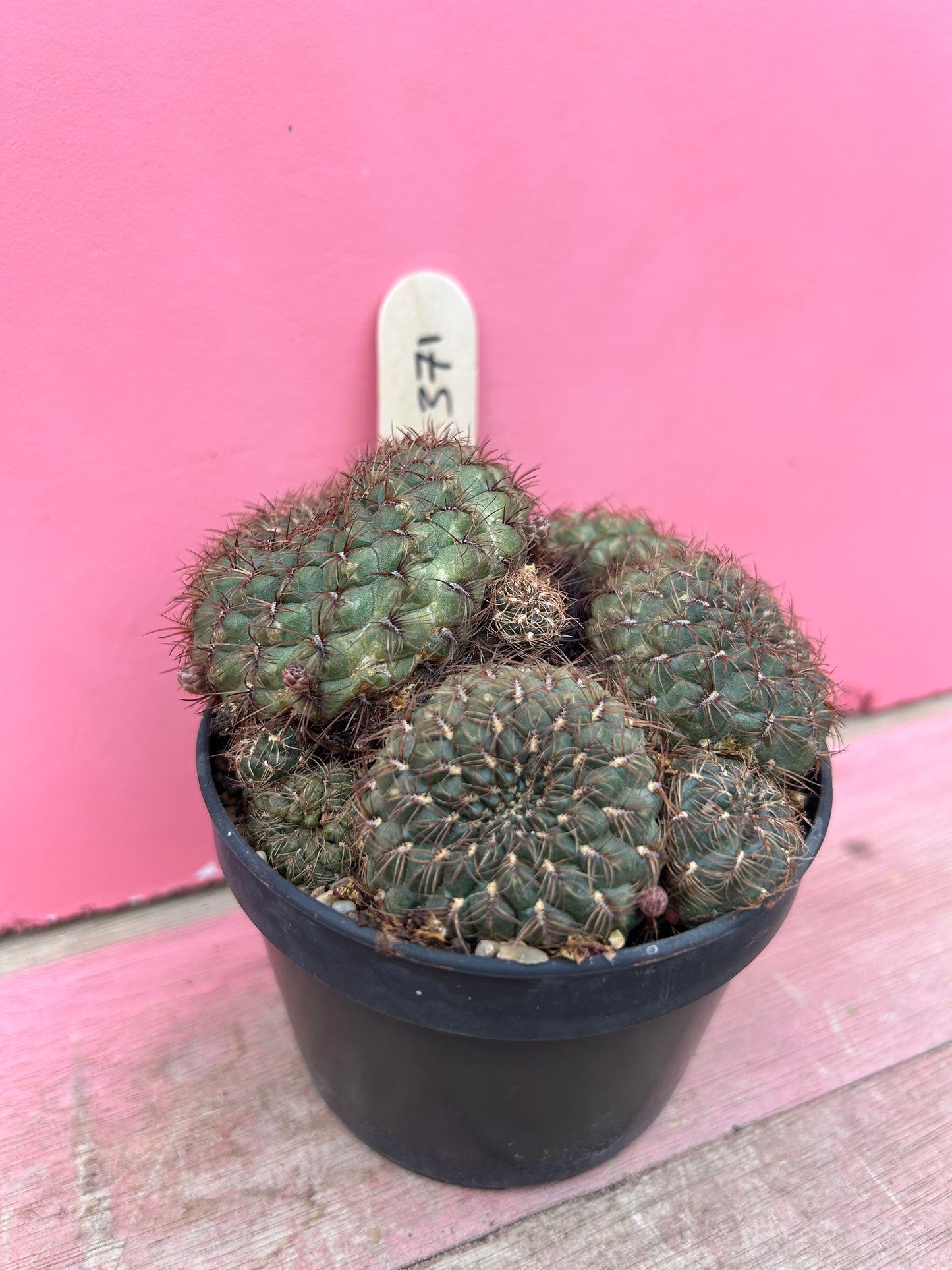 Sulcorebutia species (371)