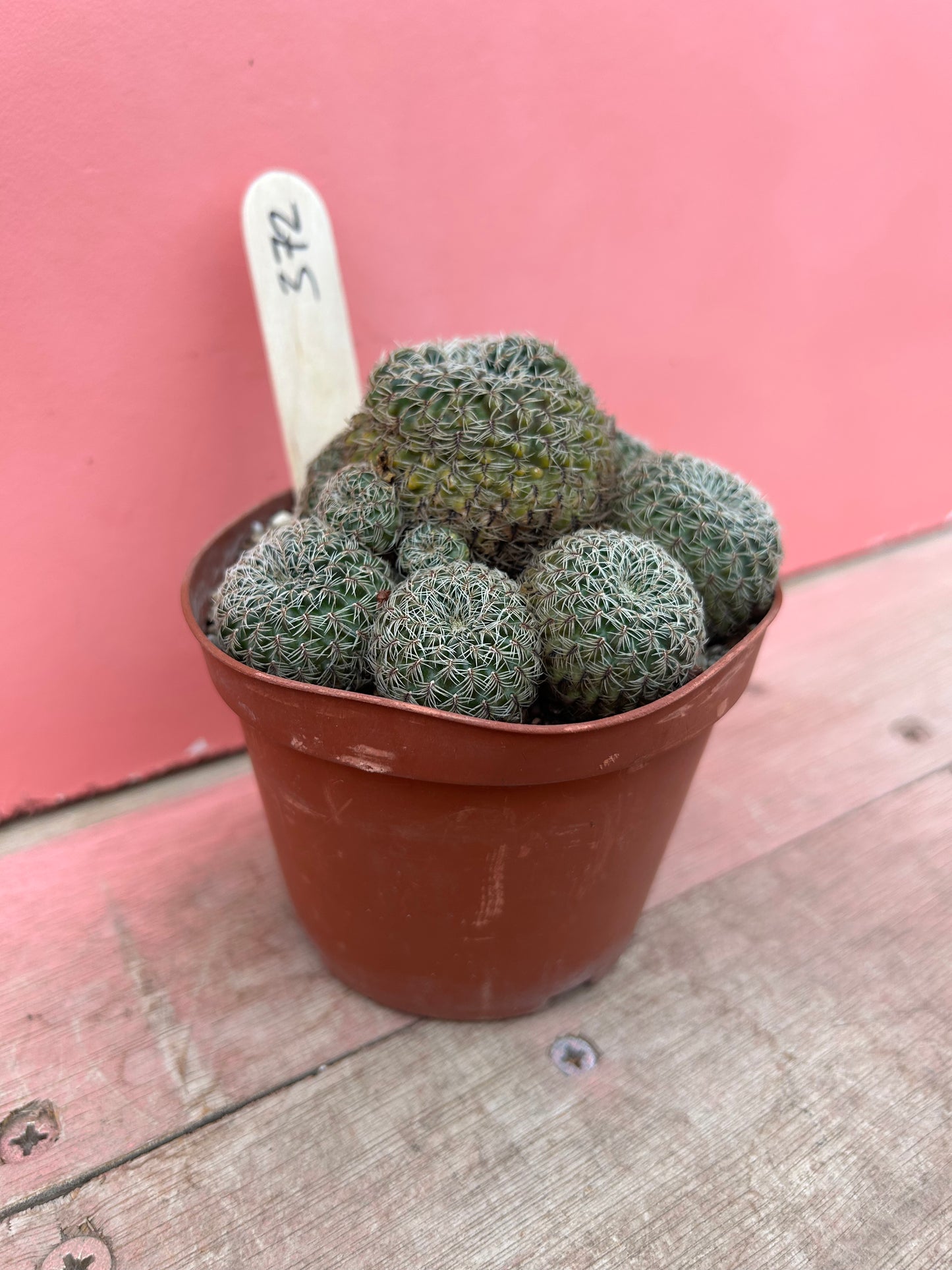 Sulcorebutia crispa (372)