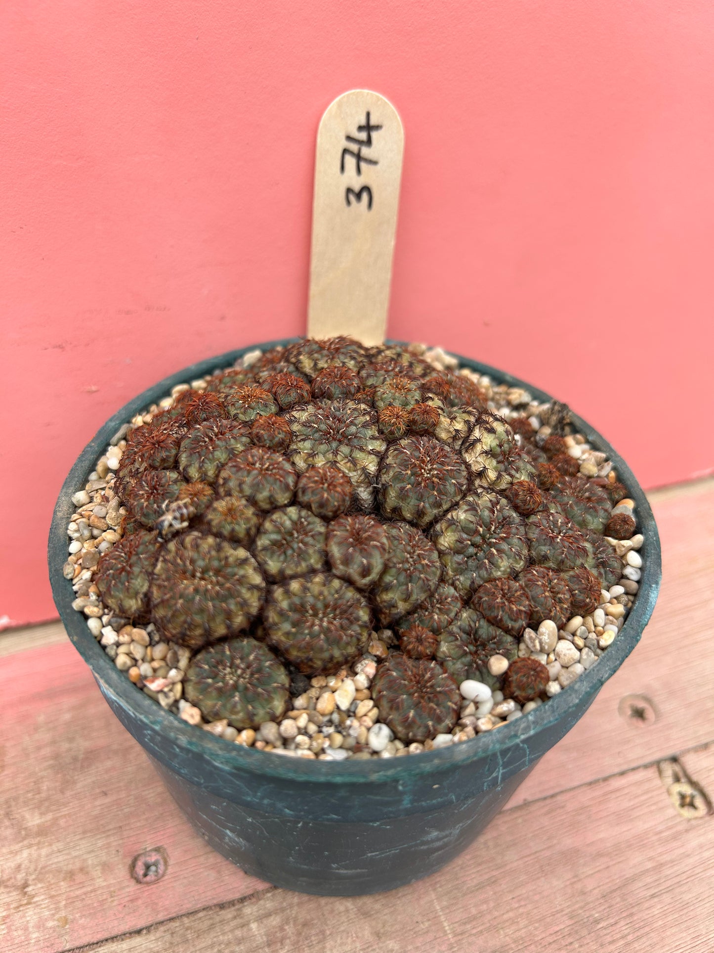 Sulcorebutia vanbaclii (374)