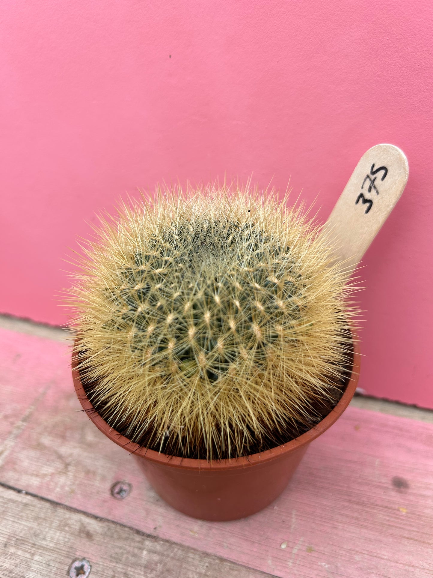 Sulcorebutia species (375)