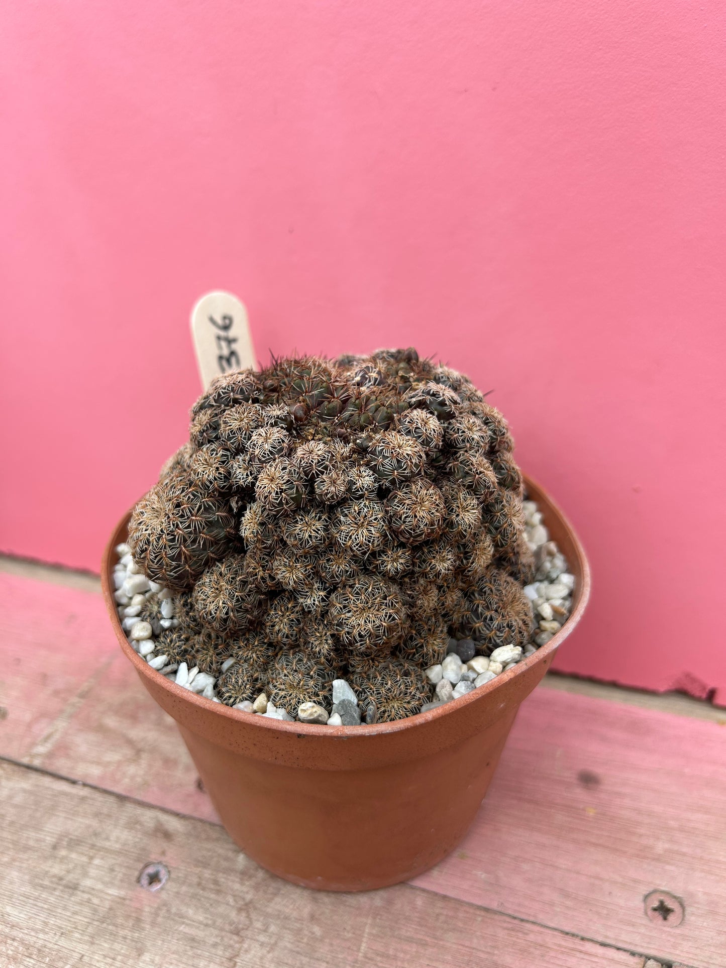 Sulcorebutia species (376)