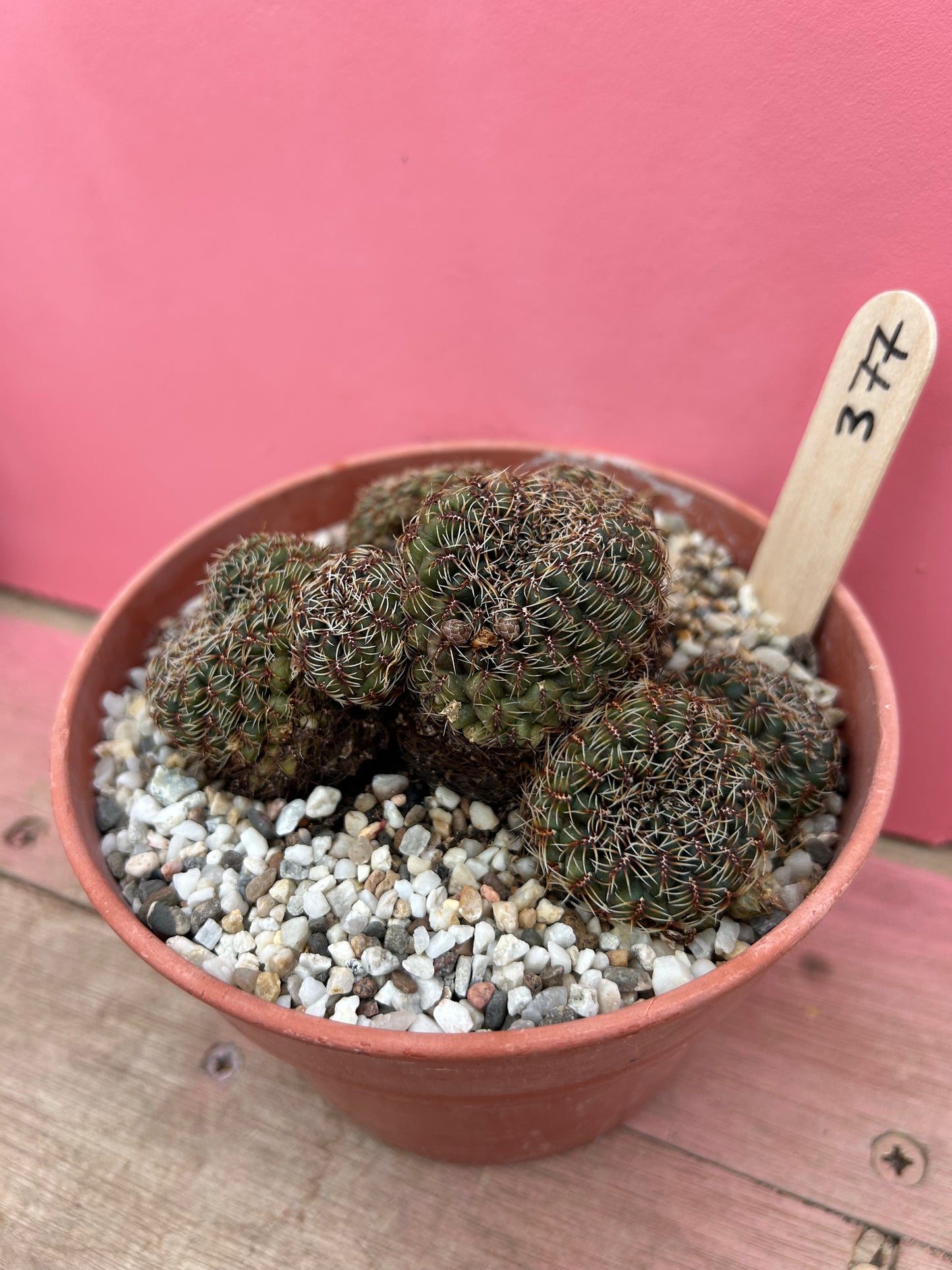 Sulcorebutia species (377)