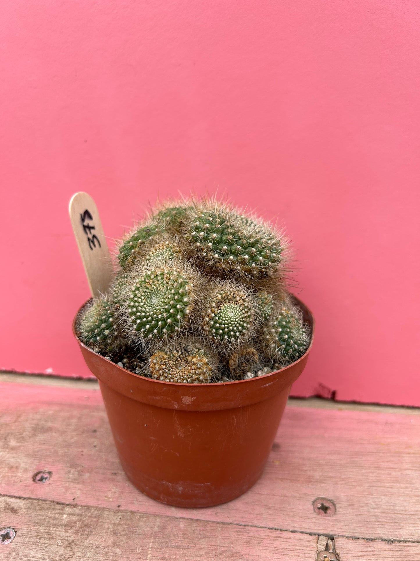 Rebutia senilis lilacino-rosea (378)