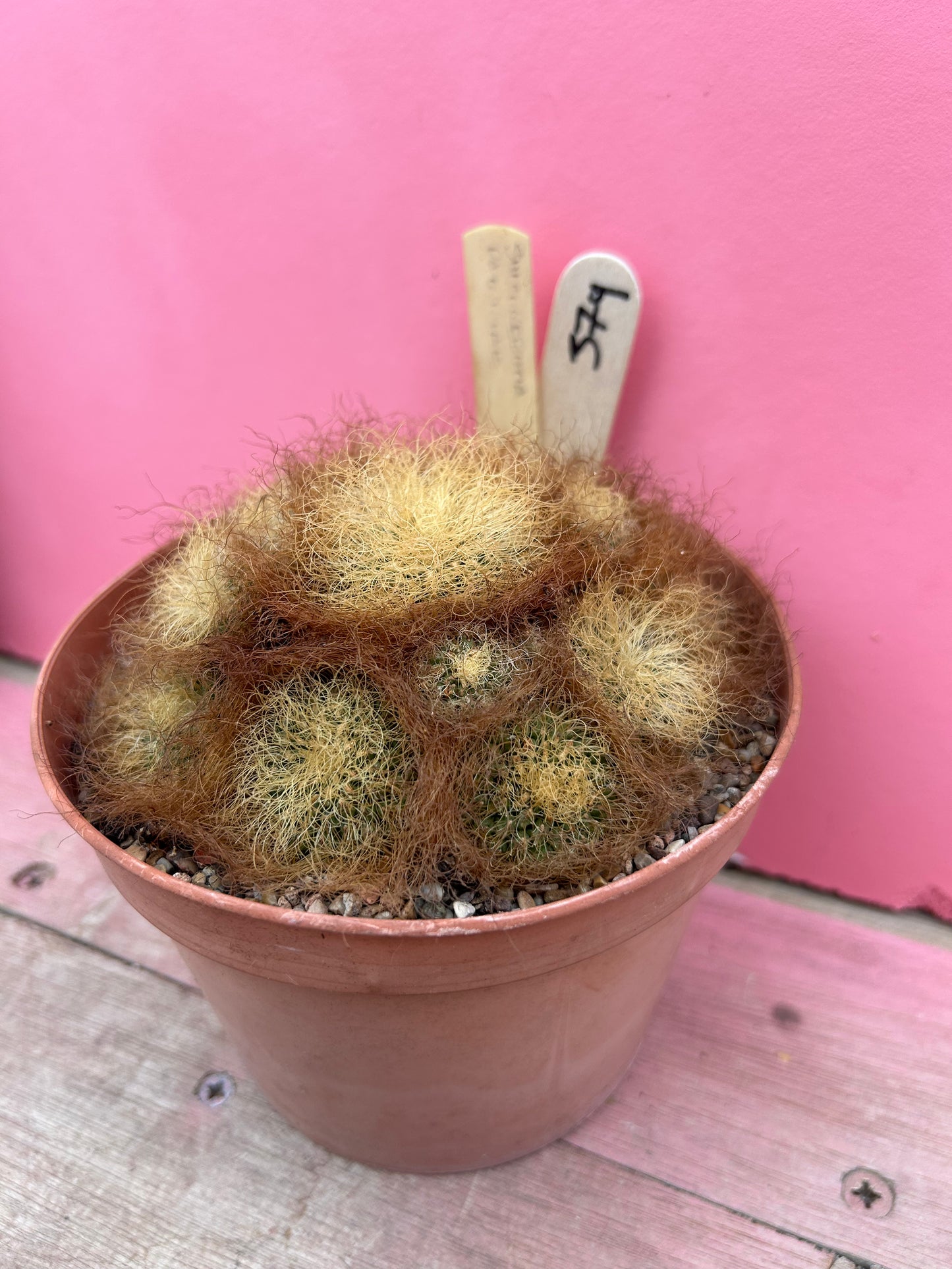 Sulcorebutia patriciae (379)