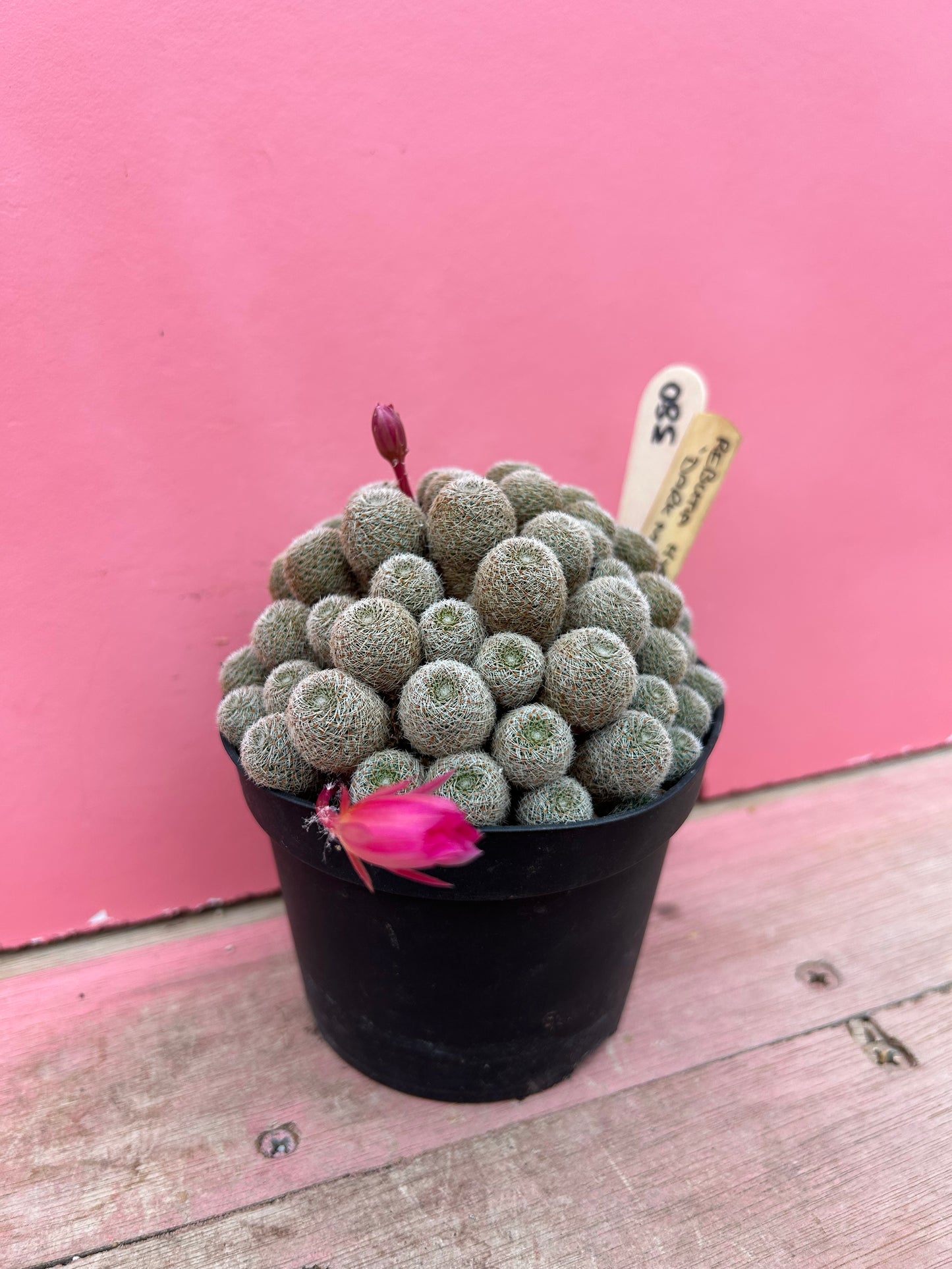 Rebutia hybrid 'Dark Maiden' (380)