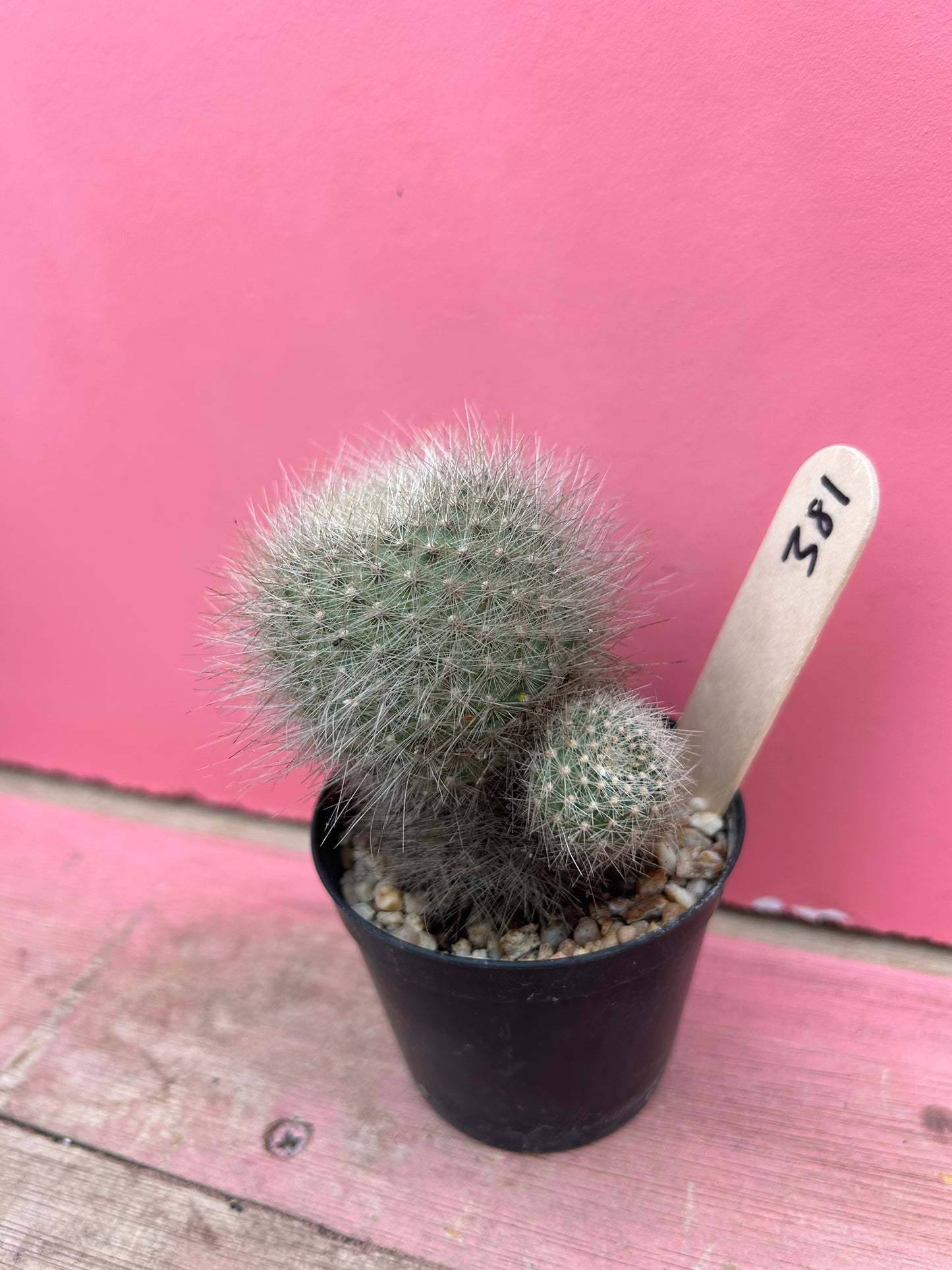 Rebutia senilis lilacino-rosea (381)