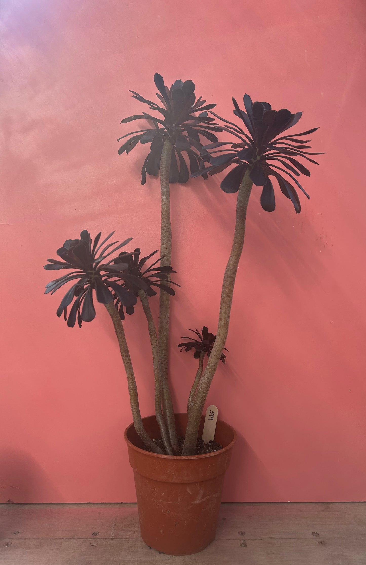 Aeonium zwartkop (399)
