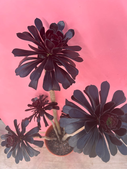 Aeonium zwartkop (399)