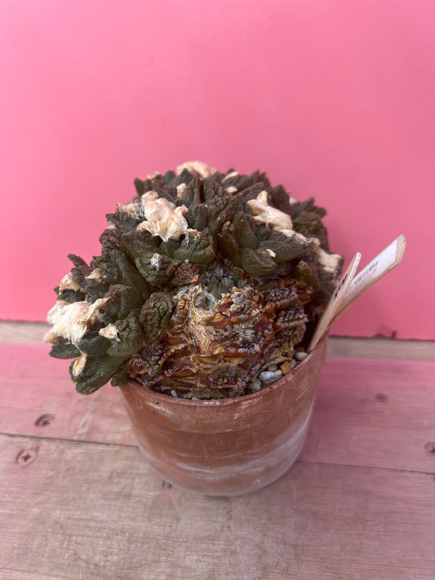 Ariocarpus fissuratus (403)