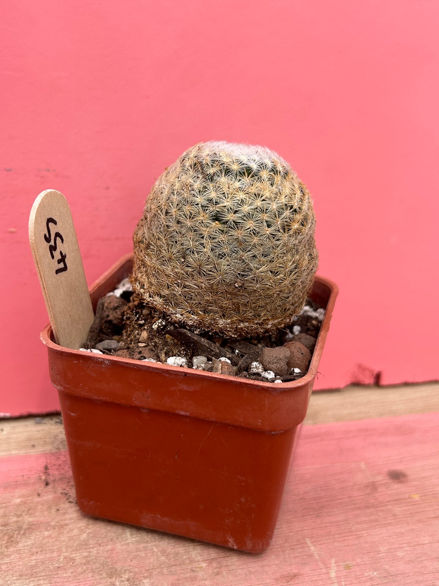 Mammillaria herrerae (435)