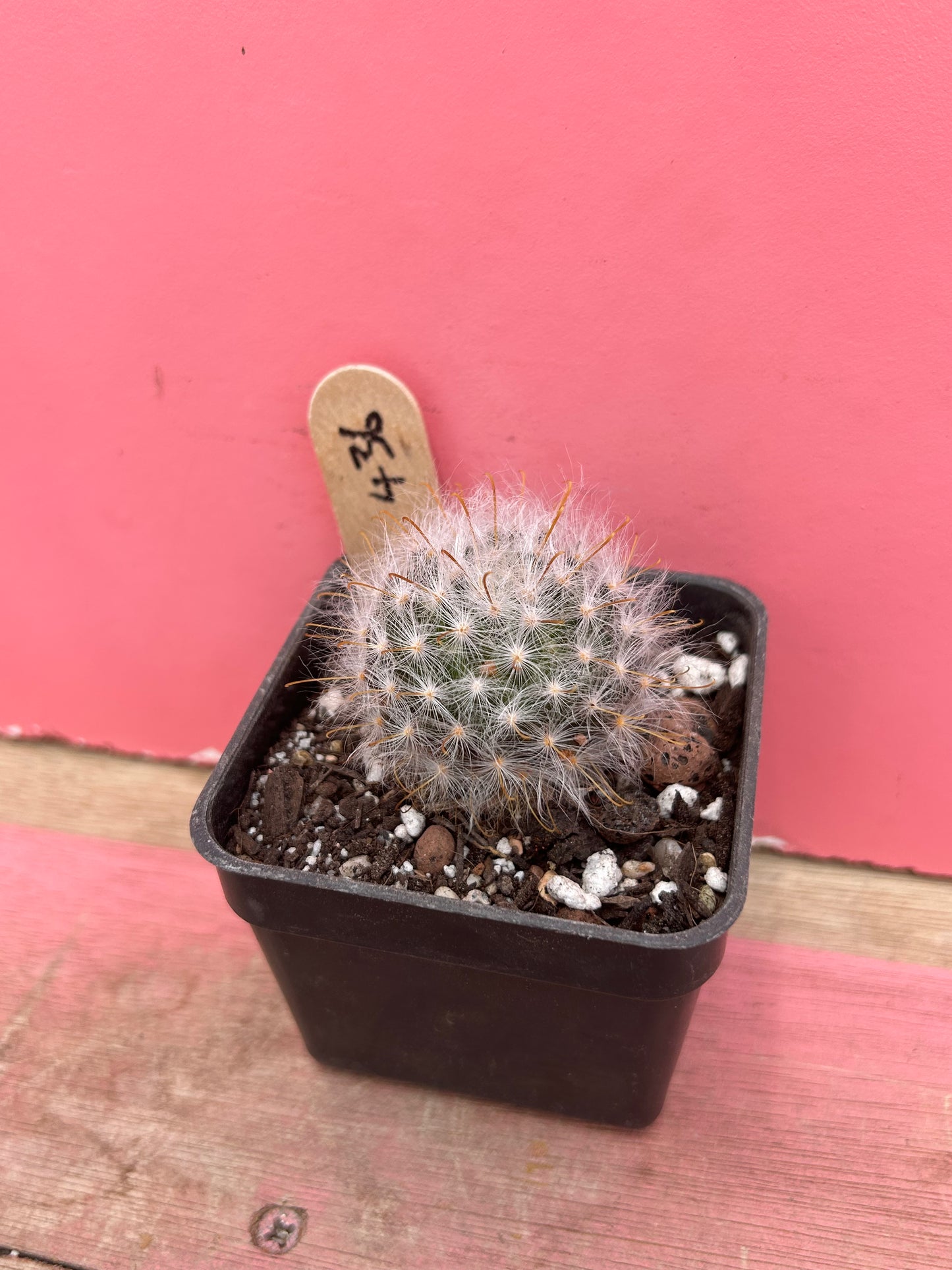 Mammillaria species (436)