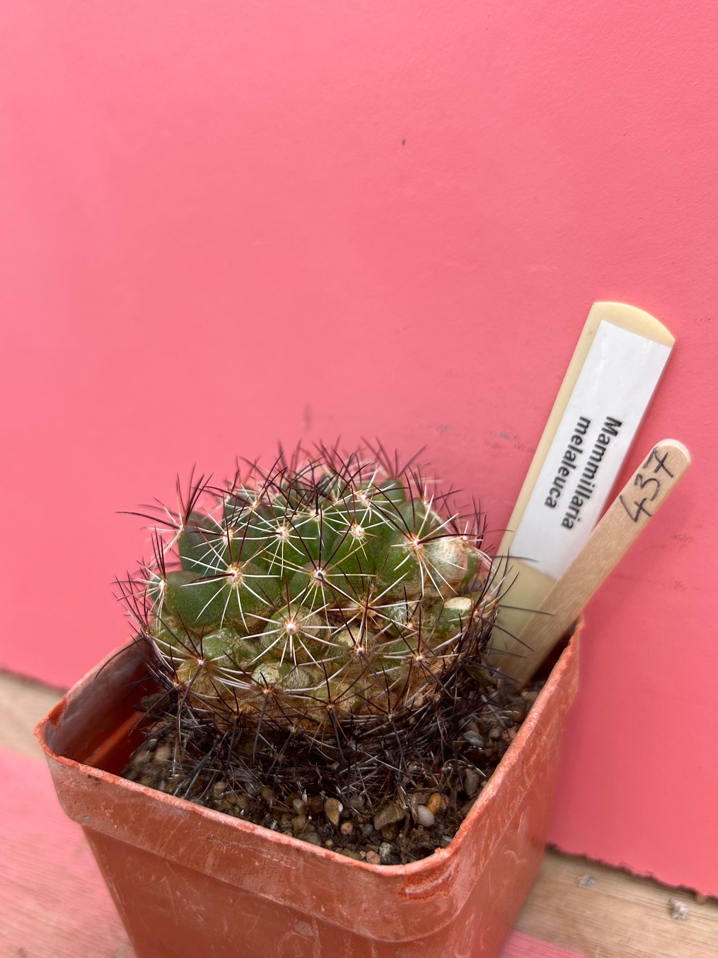 Mammilaria melaleuca (437)