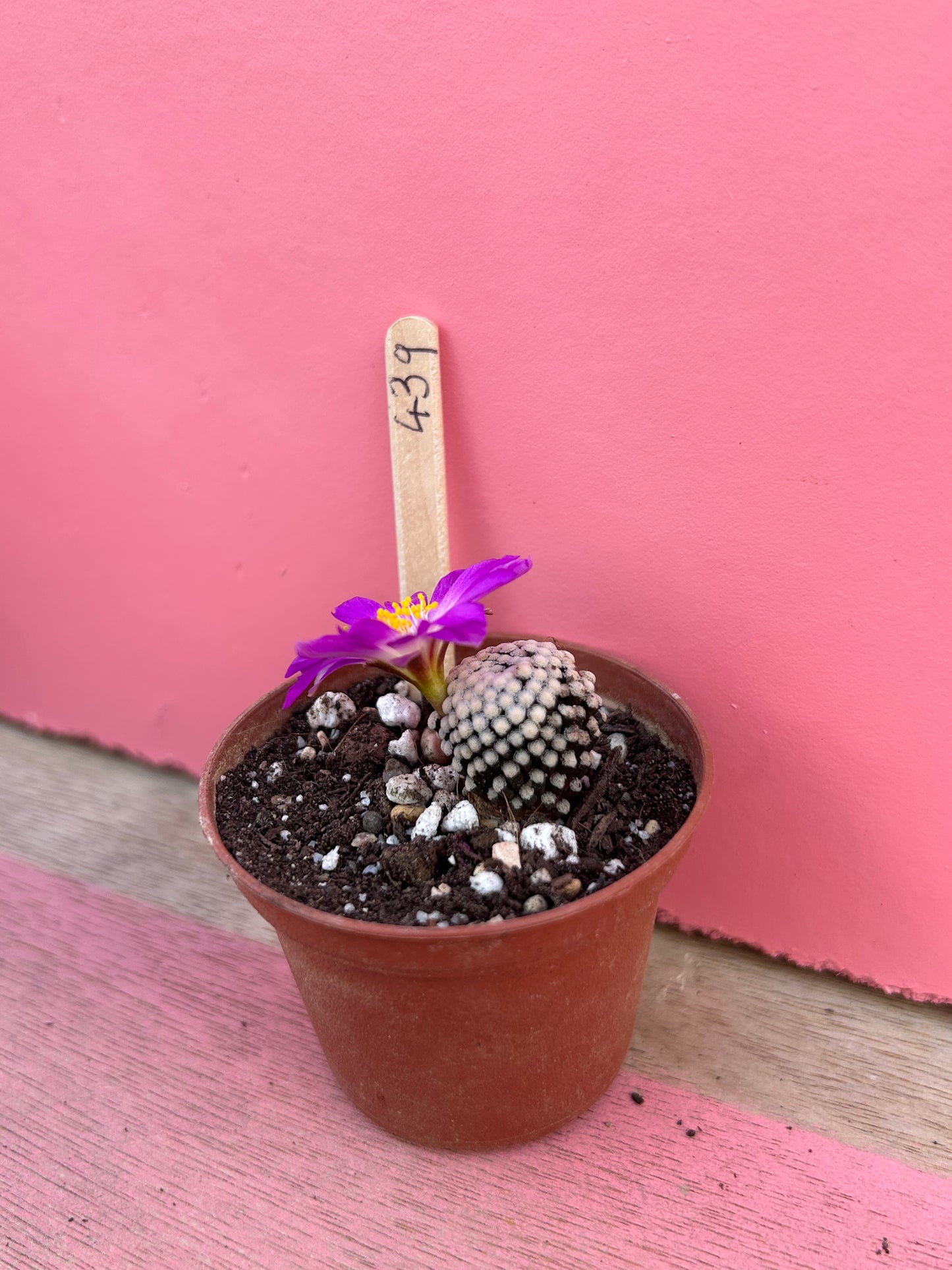 Mammillaria species (439)