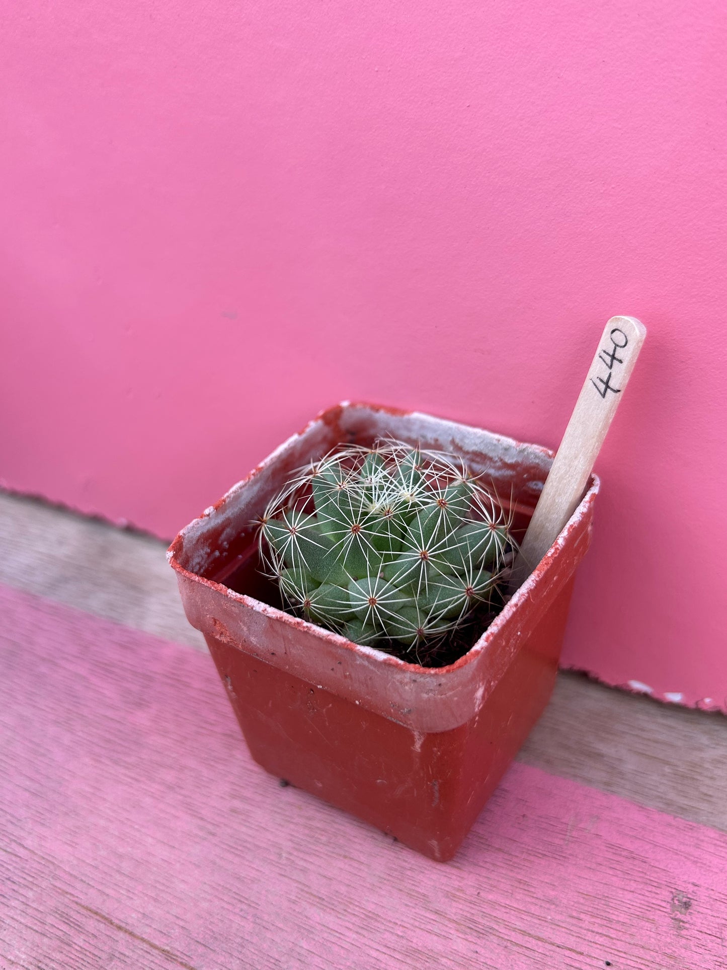 Mammillaria sphaerica (440)