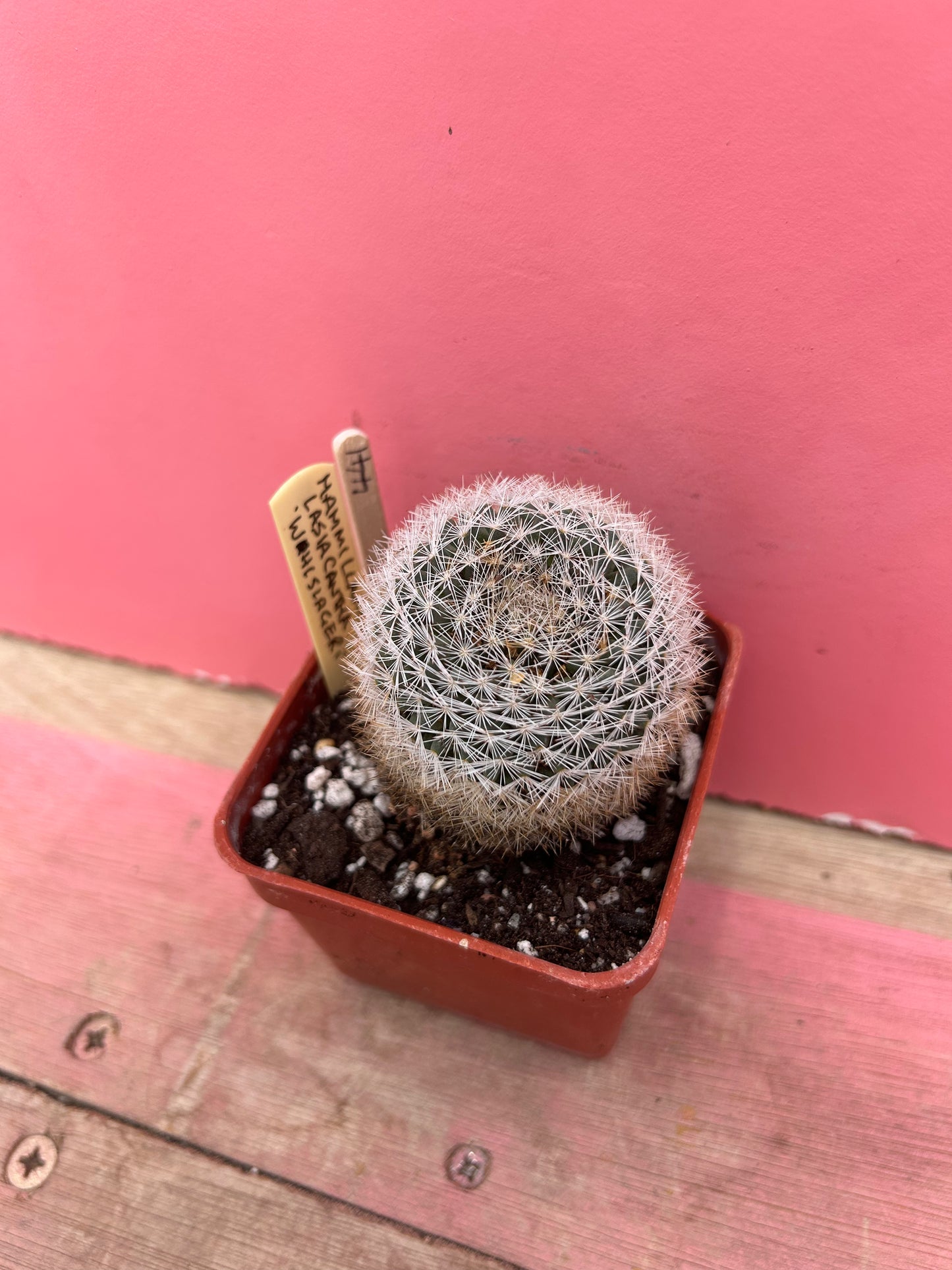 Mammillaria lasiacantha wolslageri (441)