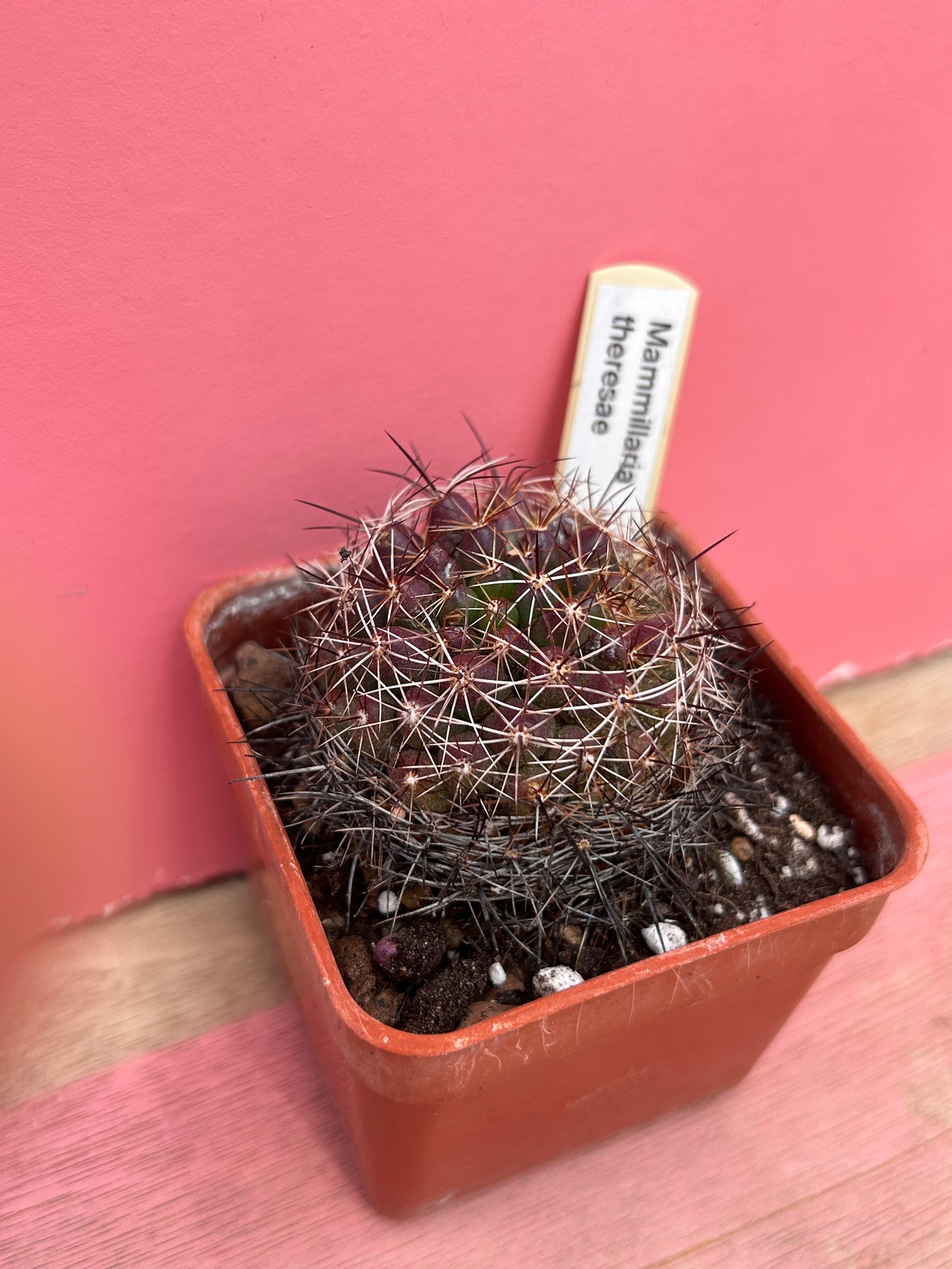 Mammillaria theresae (442)