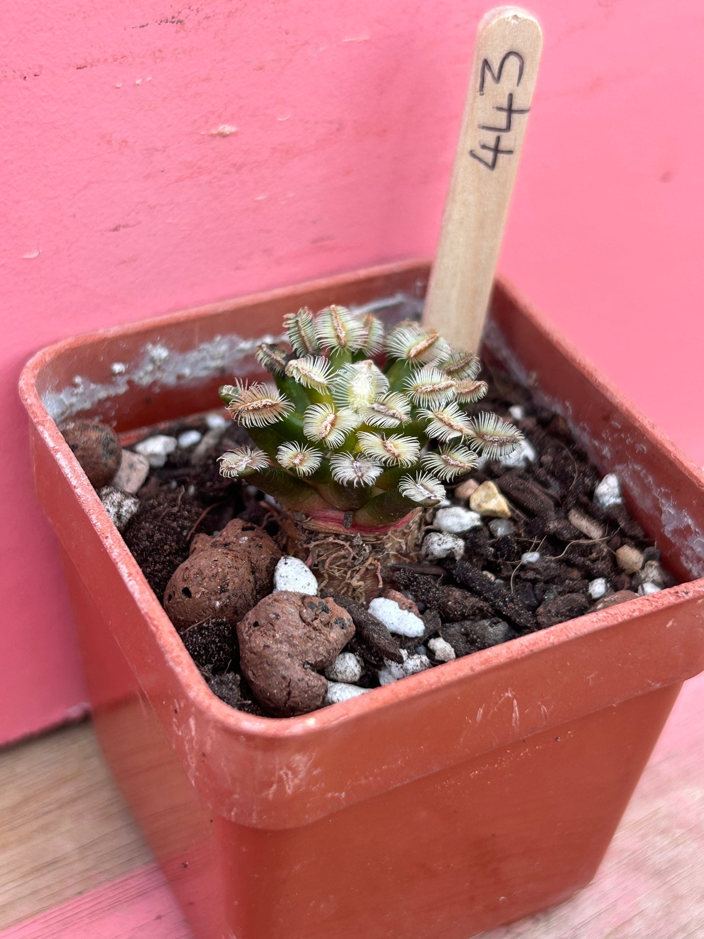 Mammillaria roczekii (443)