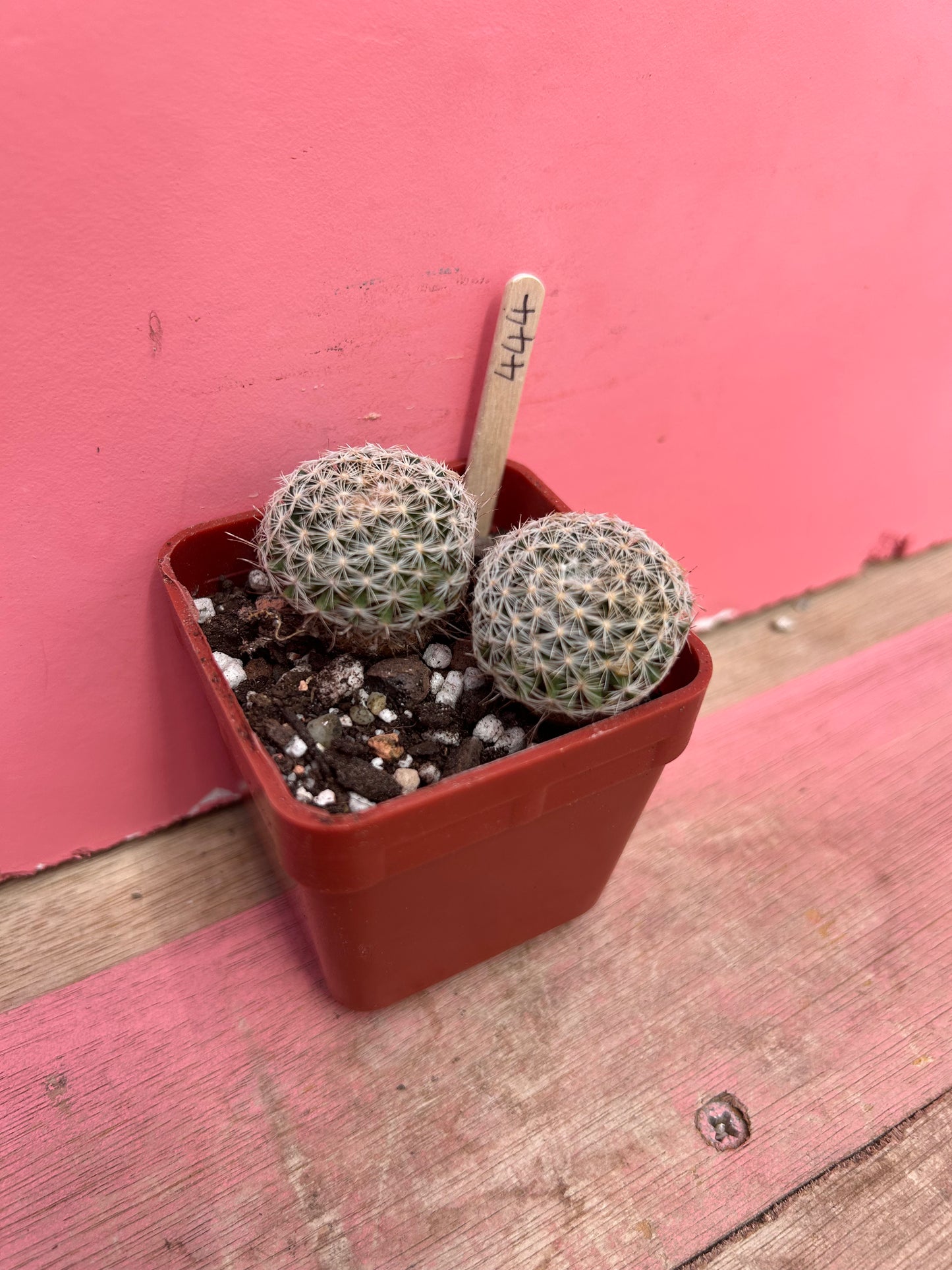 Mammillaria species (444)