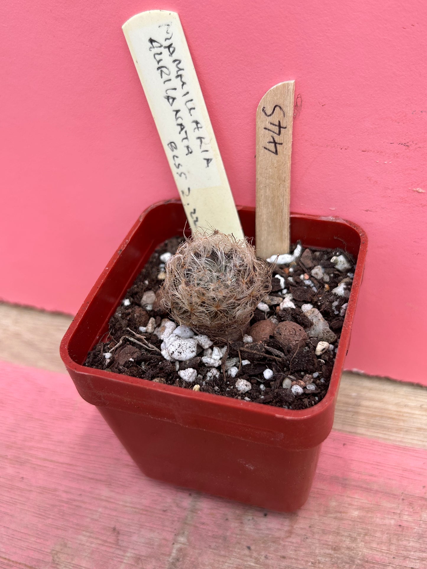 Mammillaria auricanata (445)