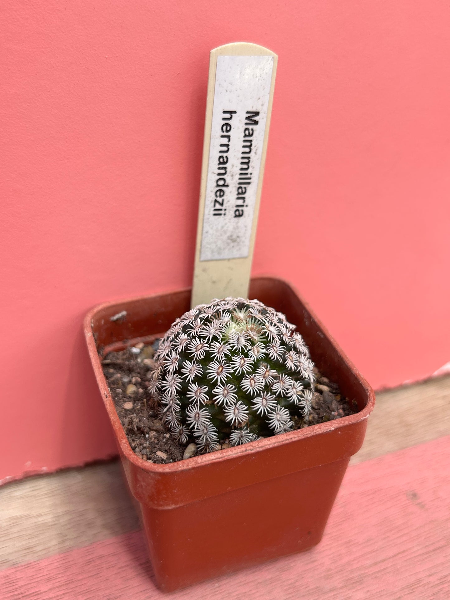 Mammillaria hernandezii (446)